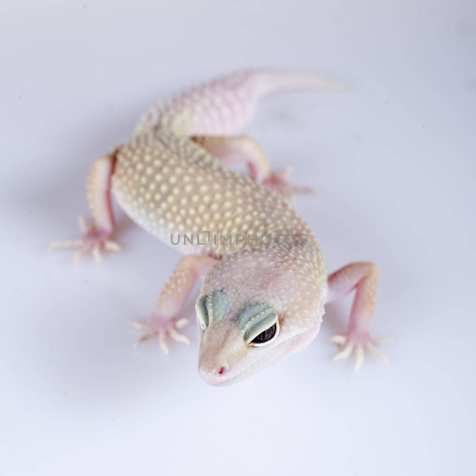 Tangerine Tremper Leopard Gecko on a white background