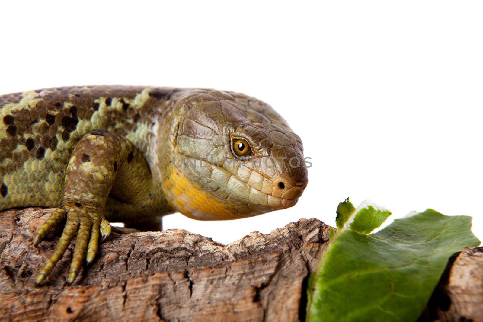 The Solomon Islands skink, Corucia zebrata, on white background