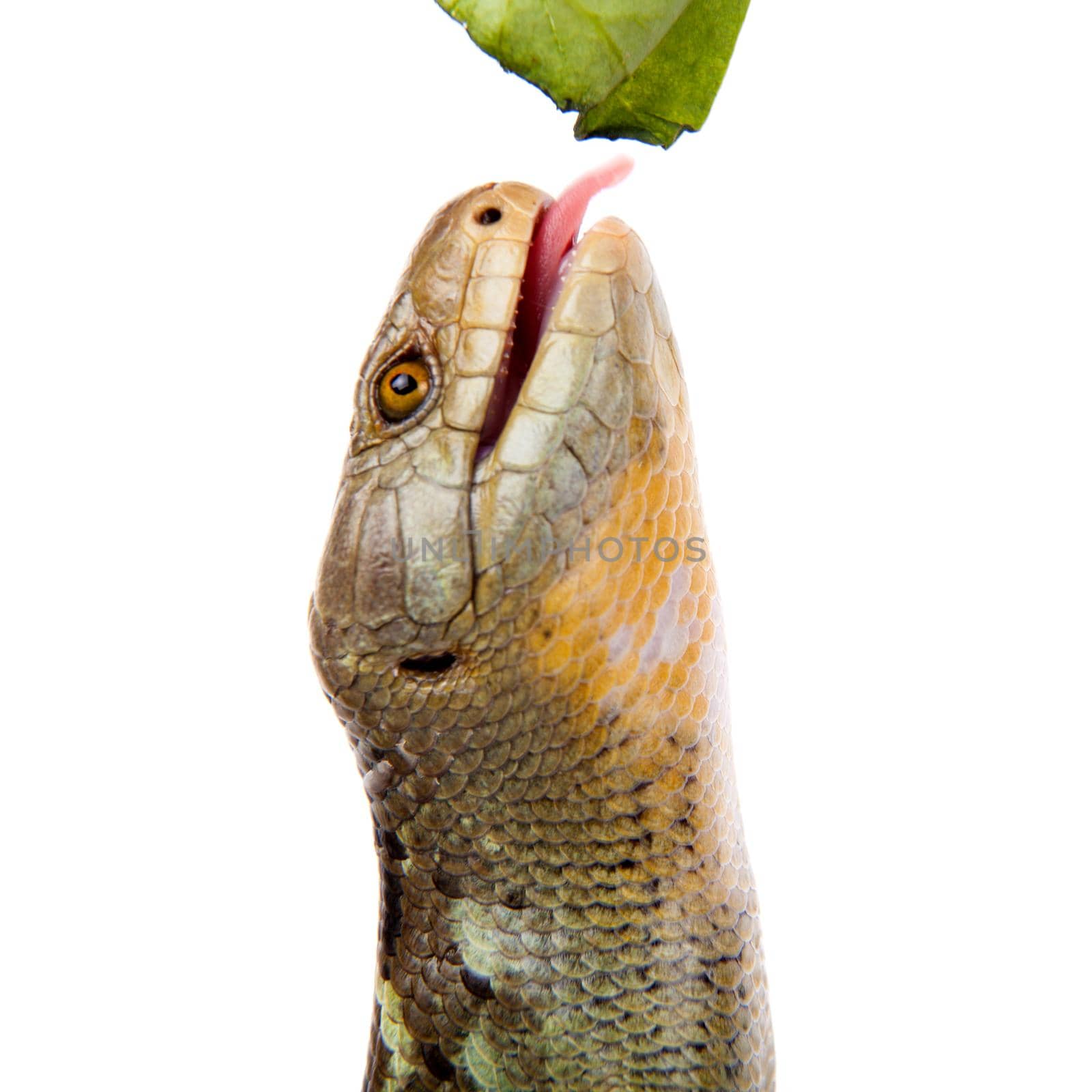 The Solomon Islands skink on white background by RosaJay