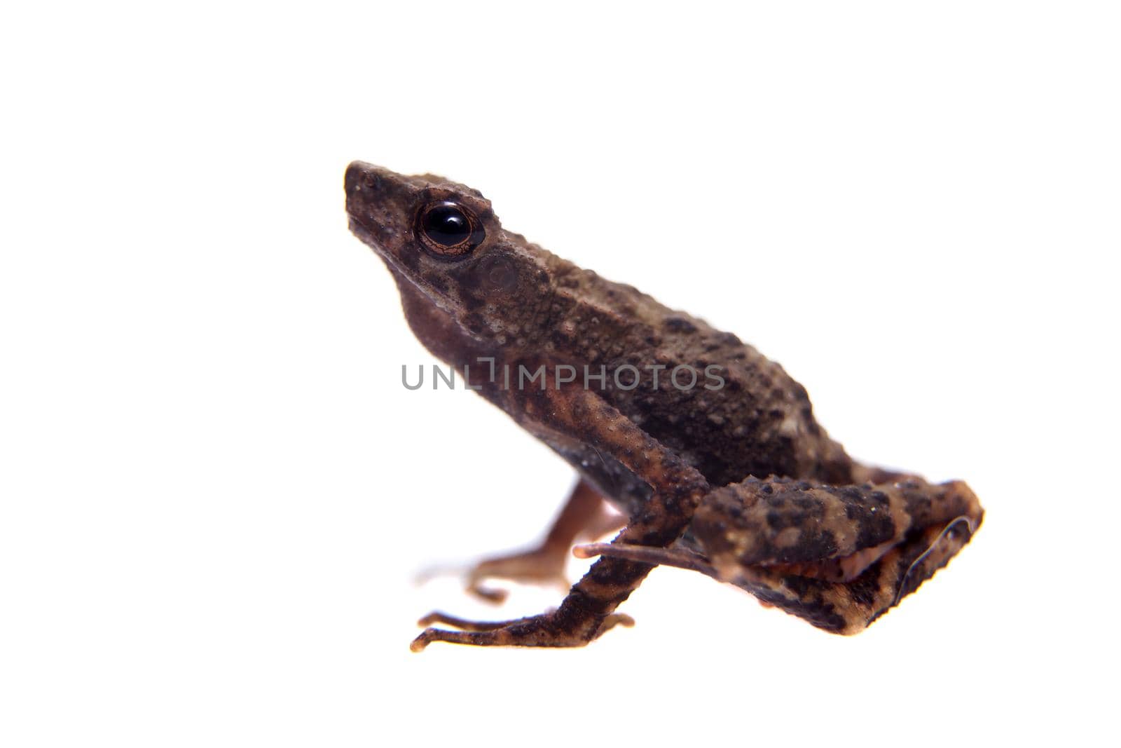 Kinabalu Slender Toad or Ansonia hanitschi on white by RosaJay