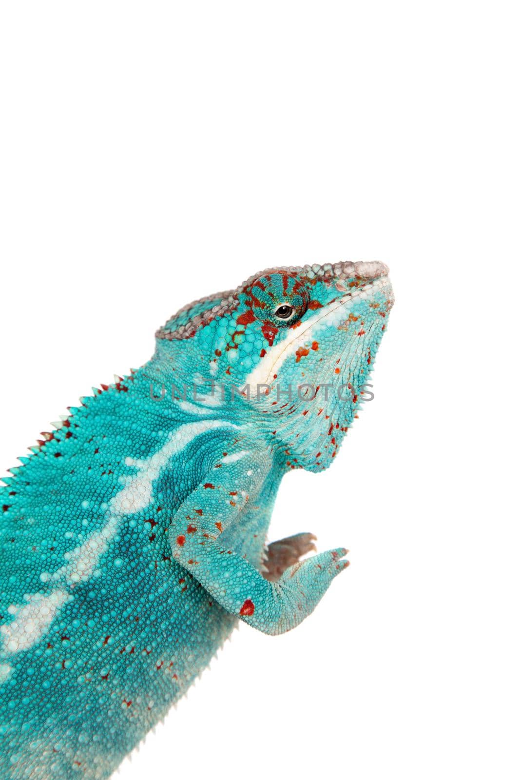 The panther chameleon Nosi be, Furcifer pardalis isolated on white background