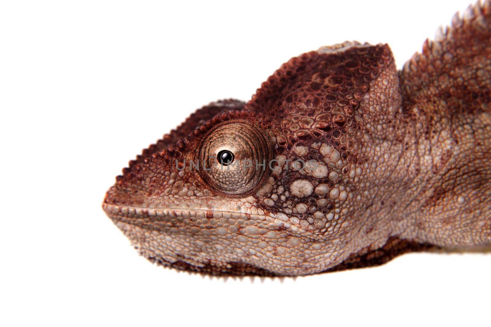 The Oustalet's or Malagasy giant chameleon, Furcifer oustaleti, female isolated on white