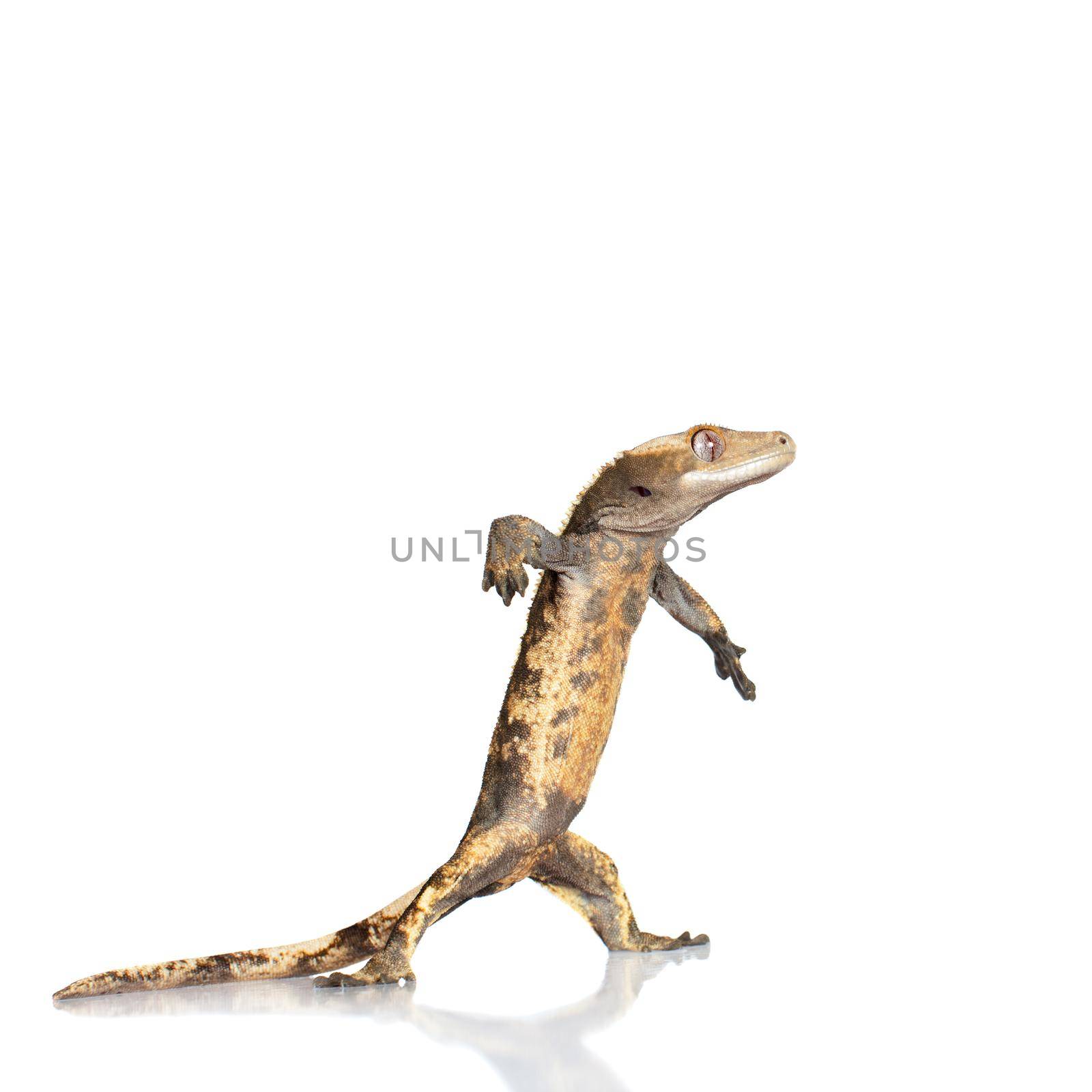 New Caledonian crested gecko, Rhacodactylus ciliatus, isolated on white