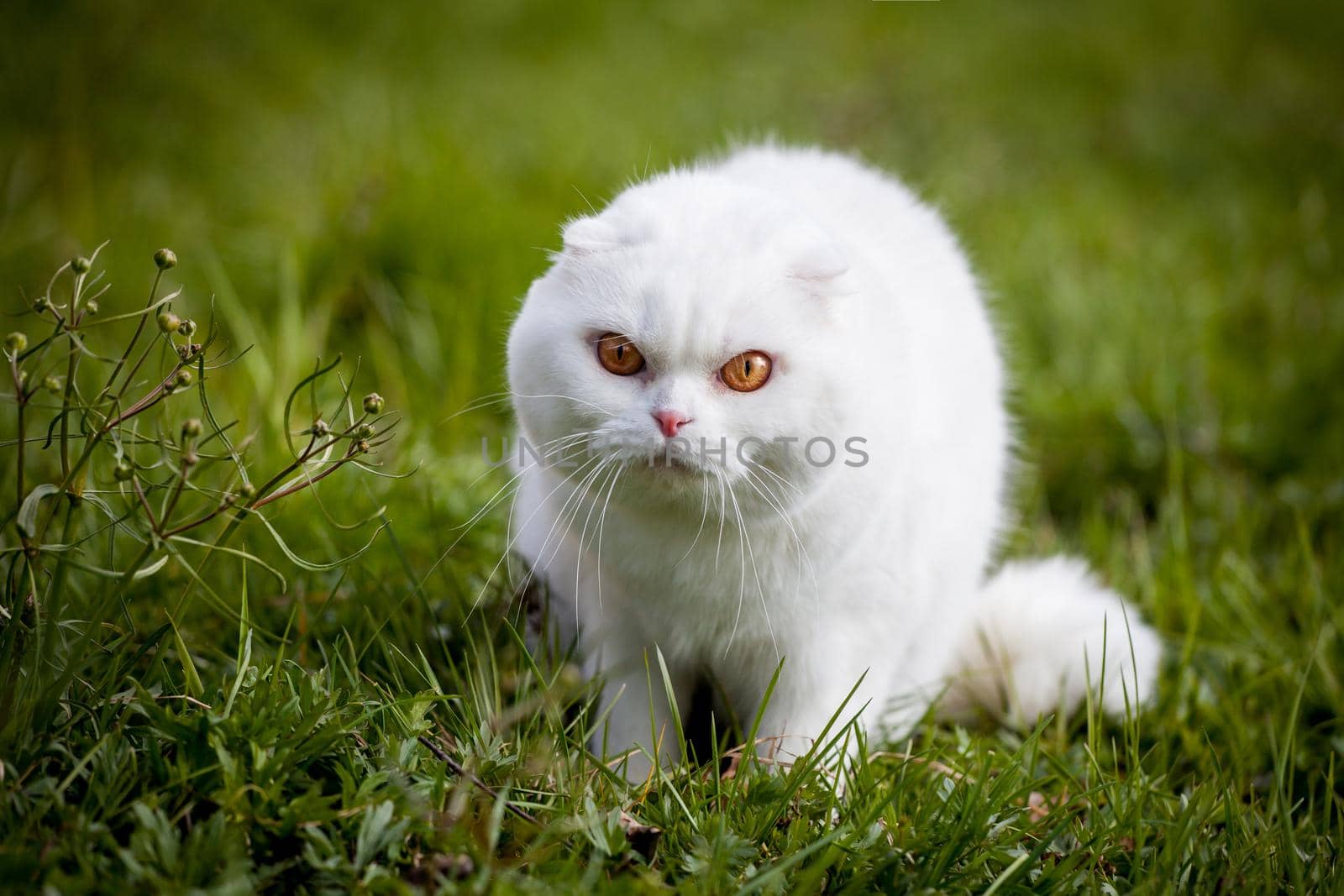 Scottish Fold cat isolated on on green meadow
