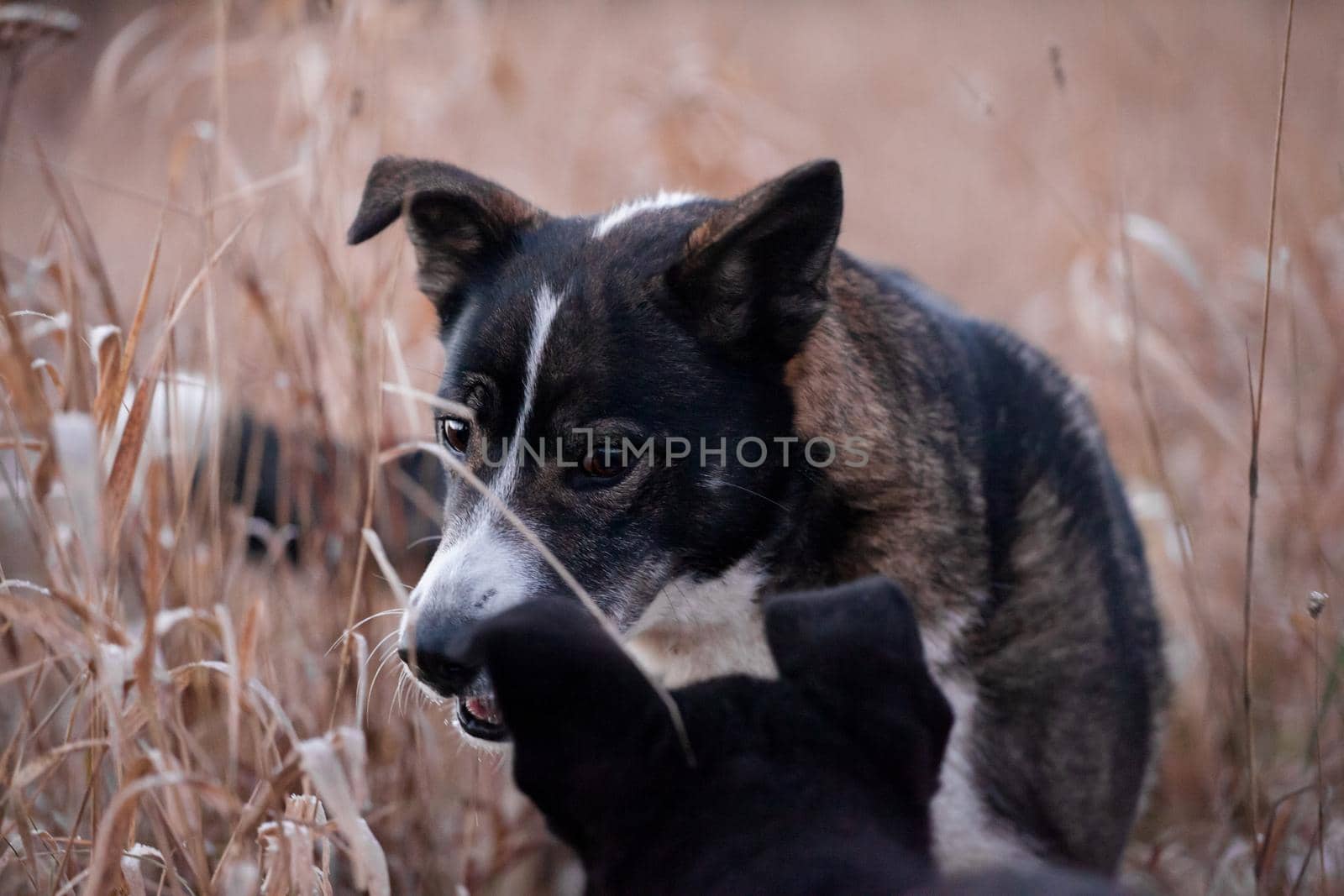 Two dogs mixbreed and purebreed playing in the autumn field