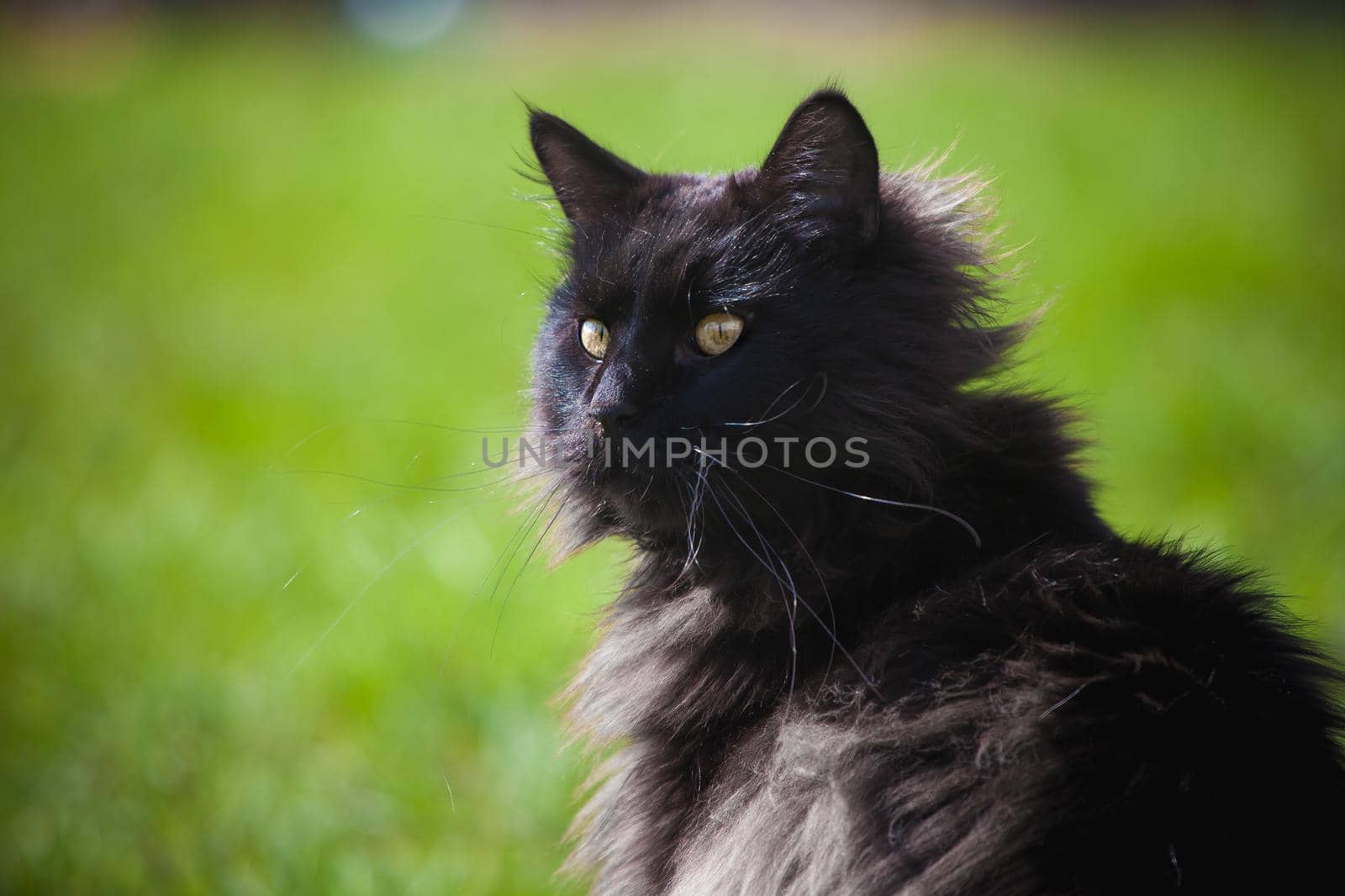 Adorable black Maine Coon cat on grass by RosaJay