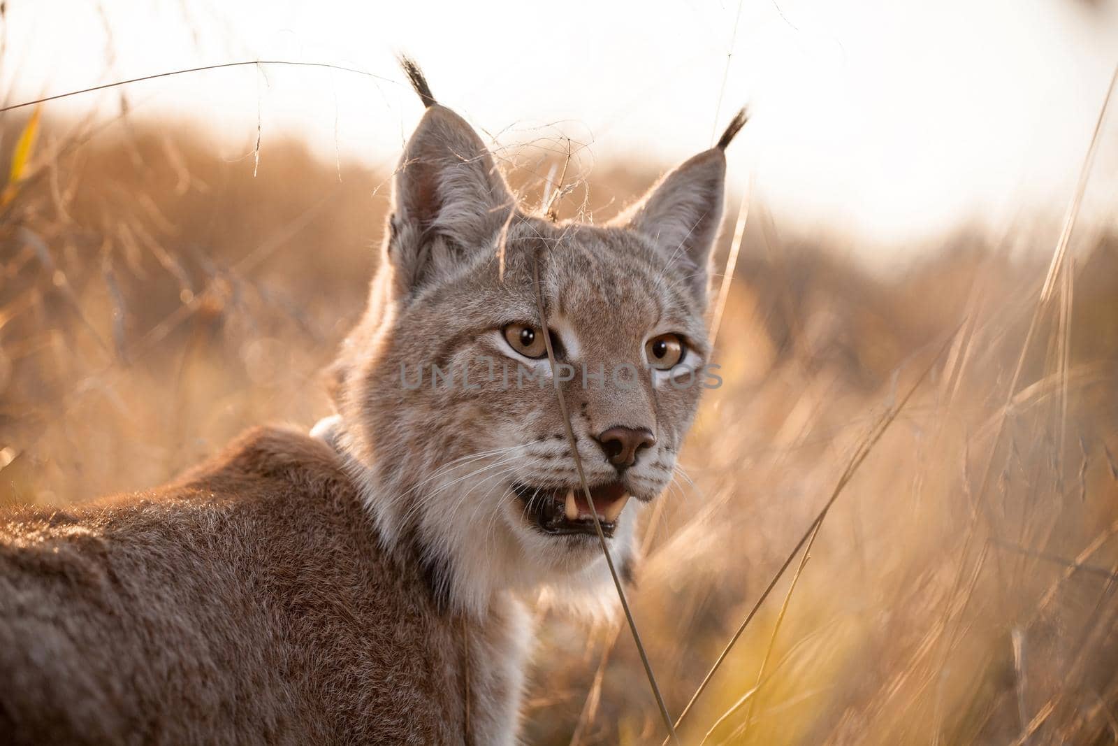 Abordable Eurasian Lynx, portrait in autumn field by RosaJay