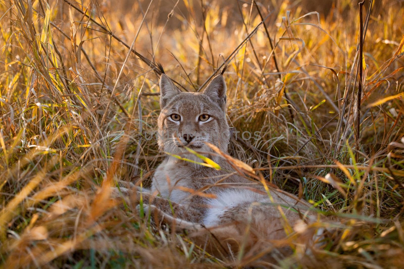 Abordable Eurasian Lynx, portrait in autumn field by RosaJay