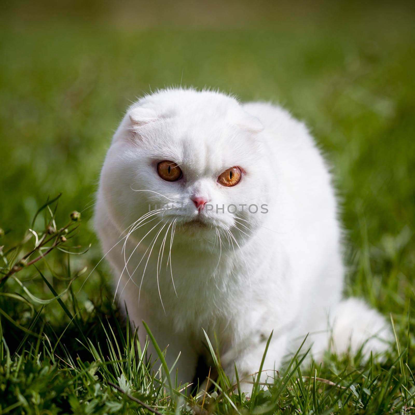 White Scottish Fold cat on green grass by RosaJay