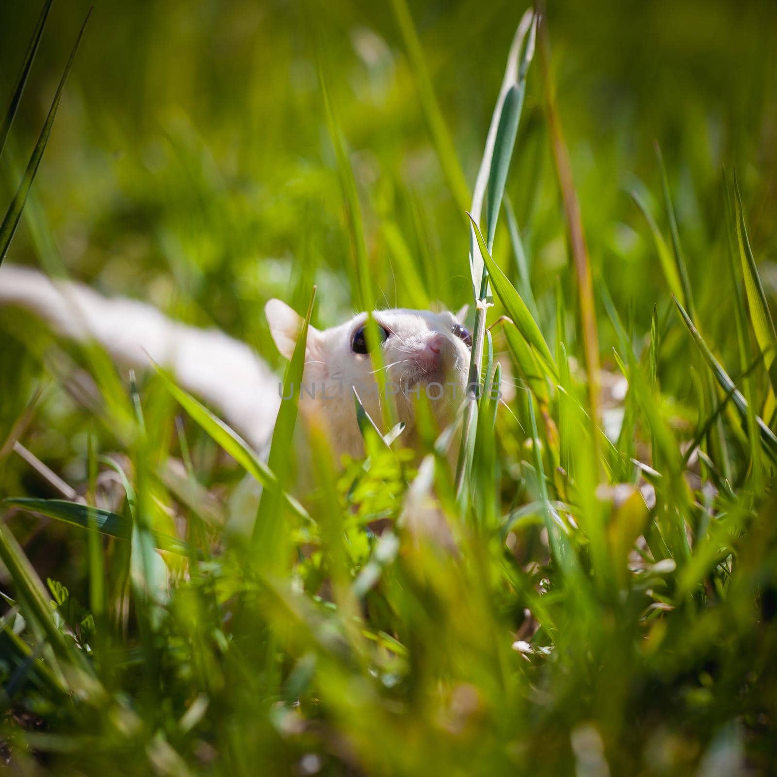 White sugar glider, Petaurus breviceps, on green meadow