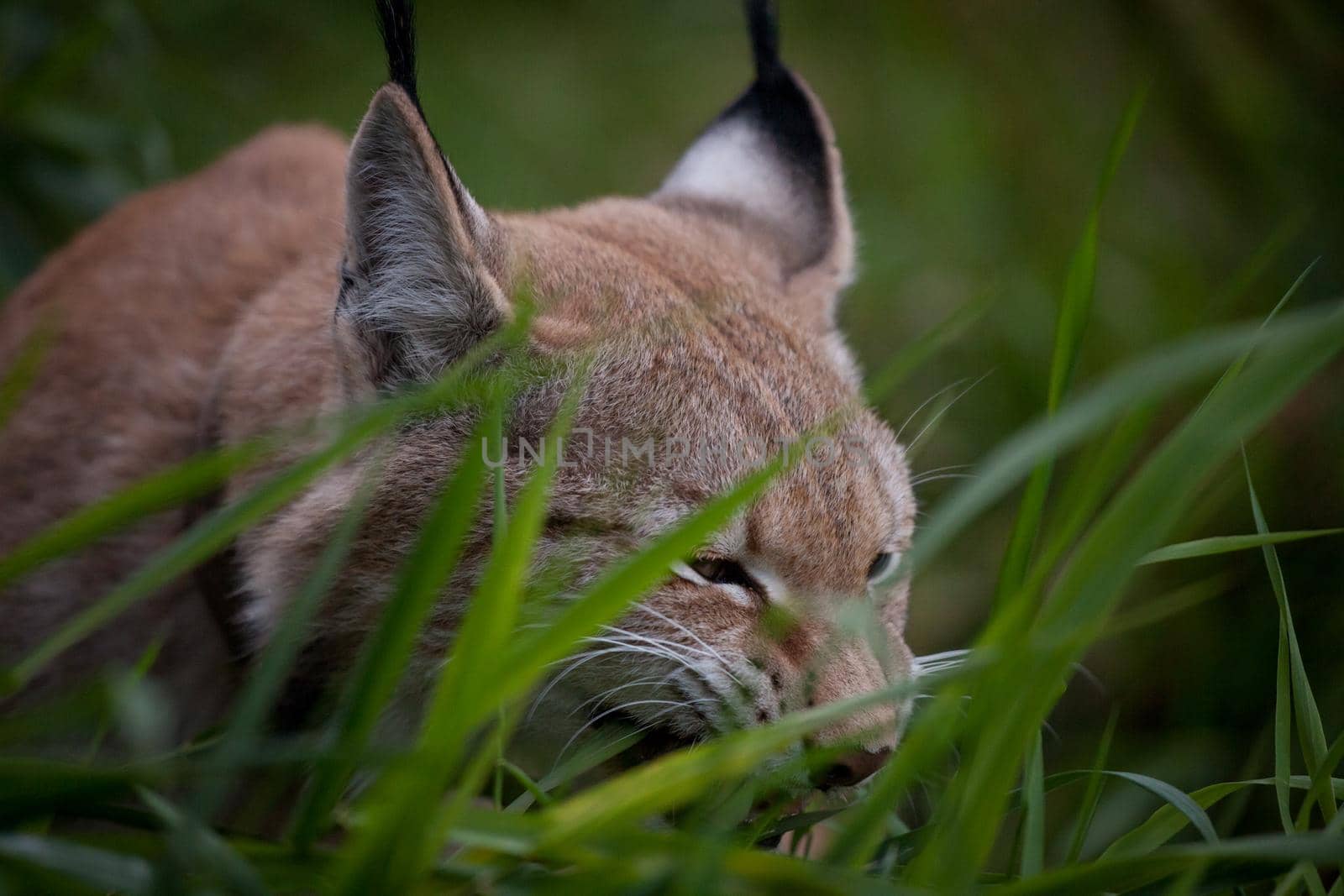 Abordable Eurasian Lynx eating grass on summer field by RosaJay