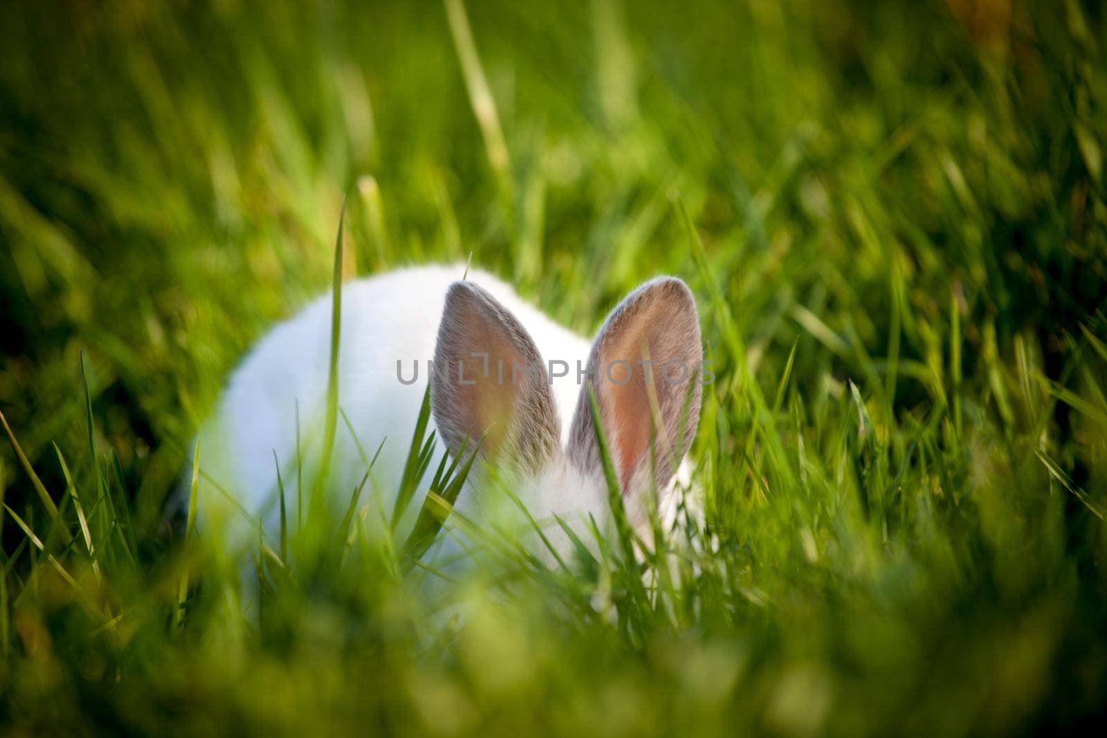 Funny white rabbit sitting on green grass by RosaJay