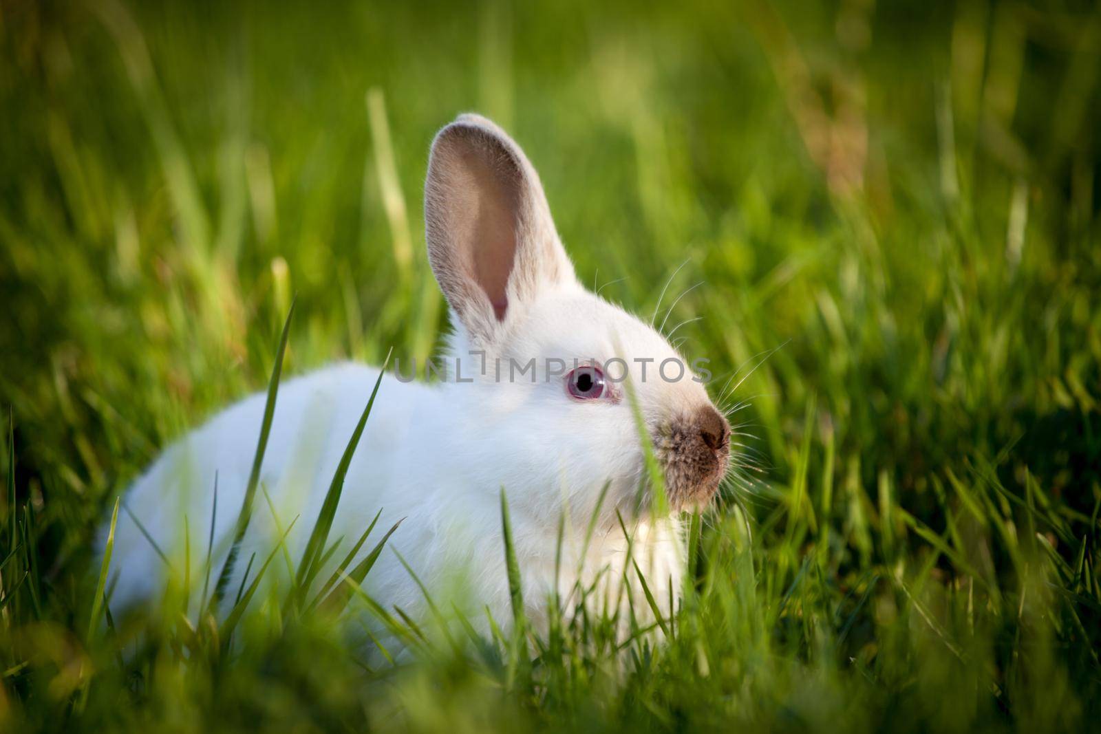 Funny white rabbit sitting on green grass by RosaJay