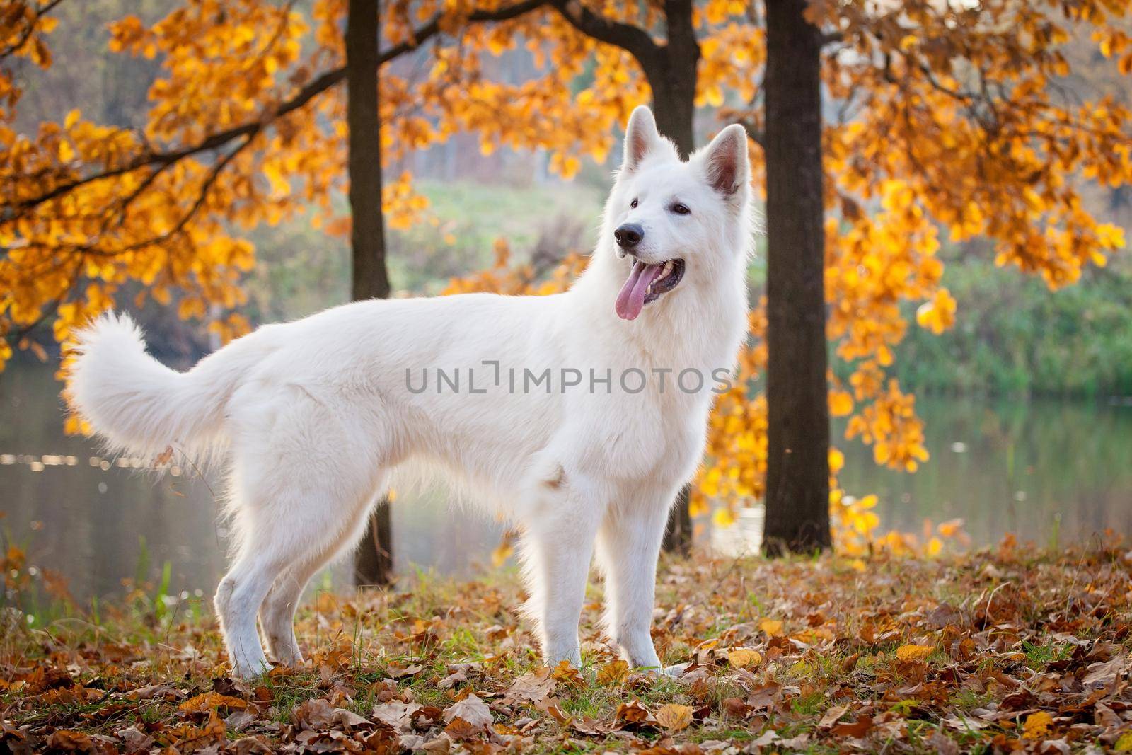 Amazing white swiss shepherd dog in autumn park