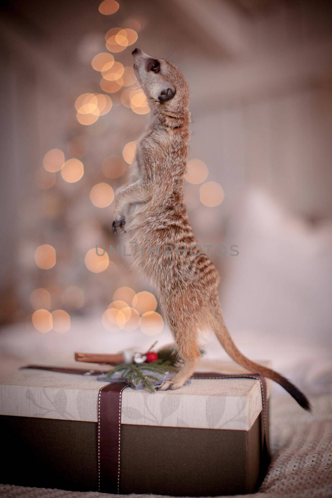 The meerkat or suricate cub in decorated room with Christmass tree. by RosaJay
