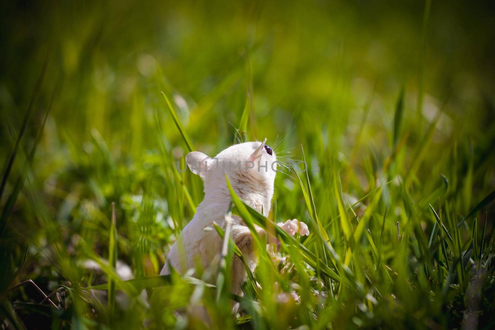 White sugar glider, Petaurus breviceps, on green meadow