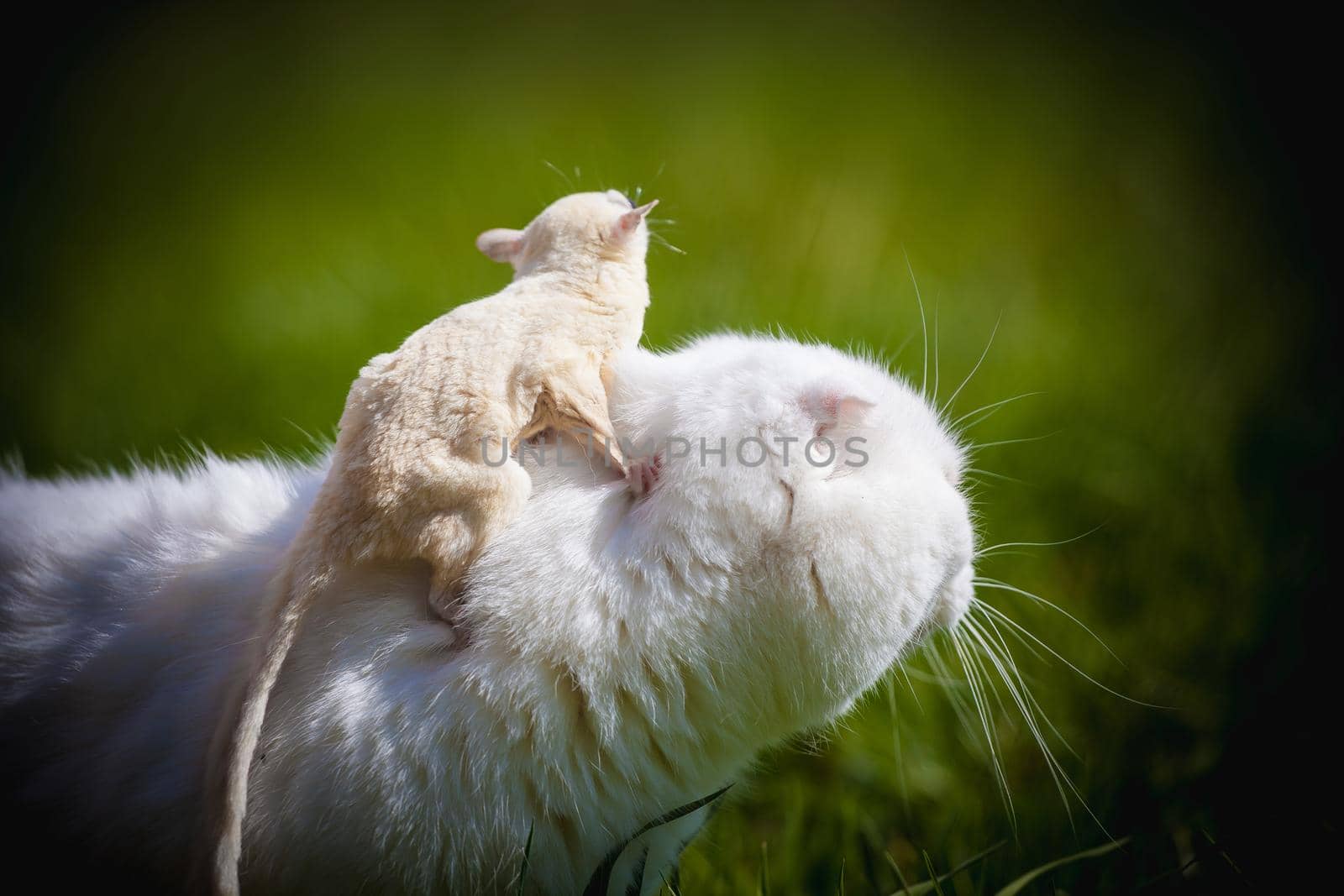 White Scottish Fold cat with white sugar glider on grass by RosaJay