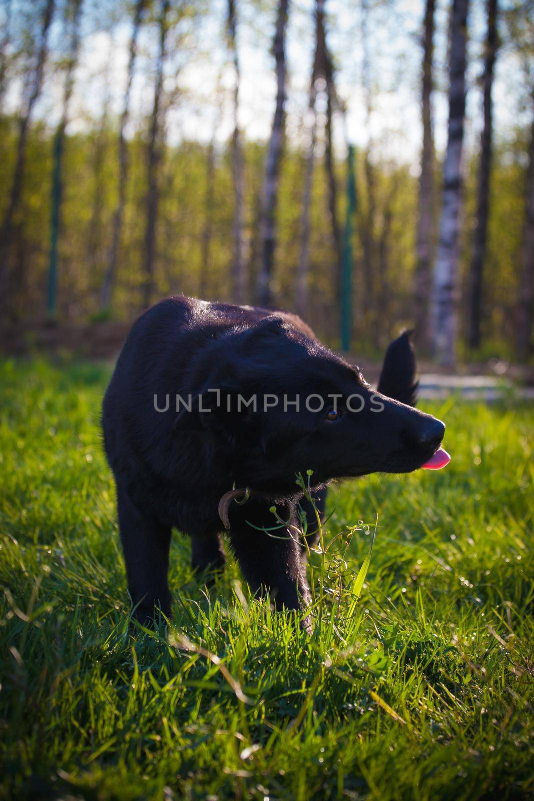 9 month old east-european shepherd dog in the field