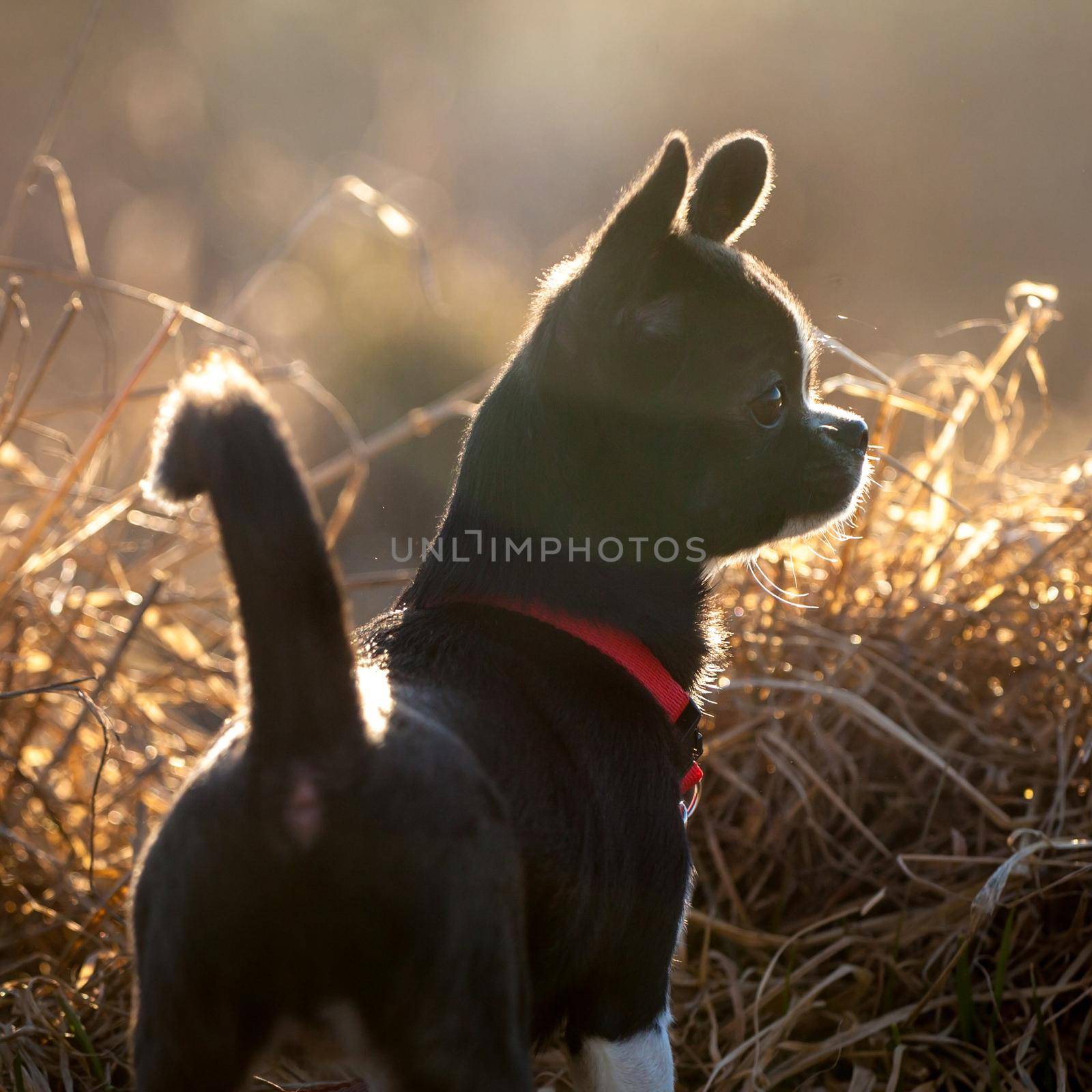 Chihuahua, 5 months old, at the autumn field by RosaJay