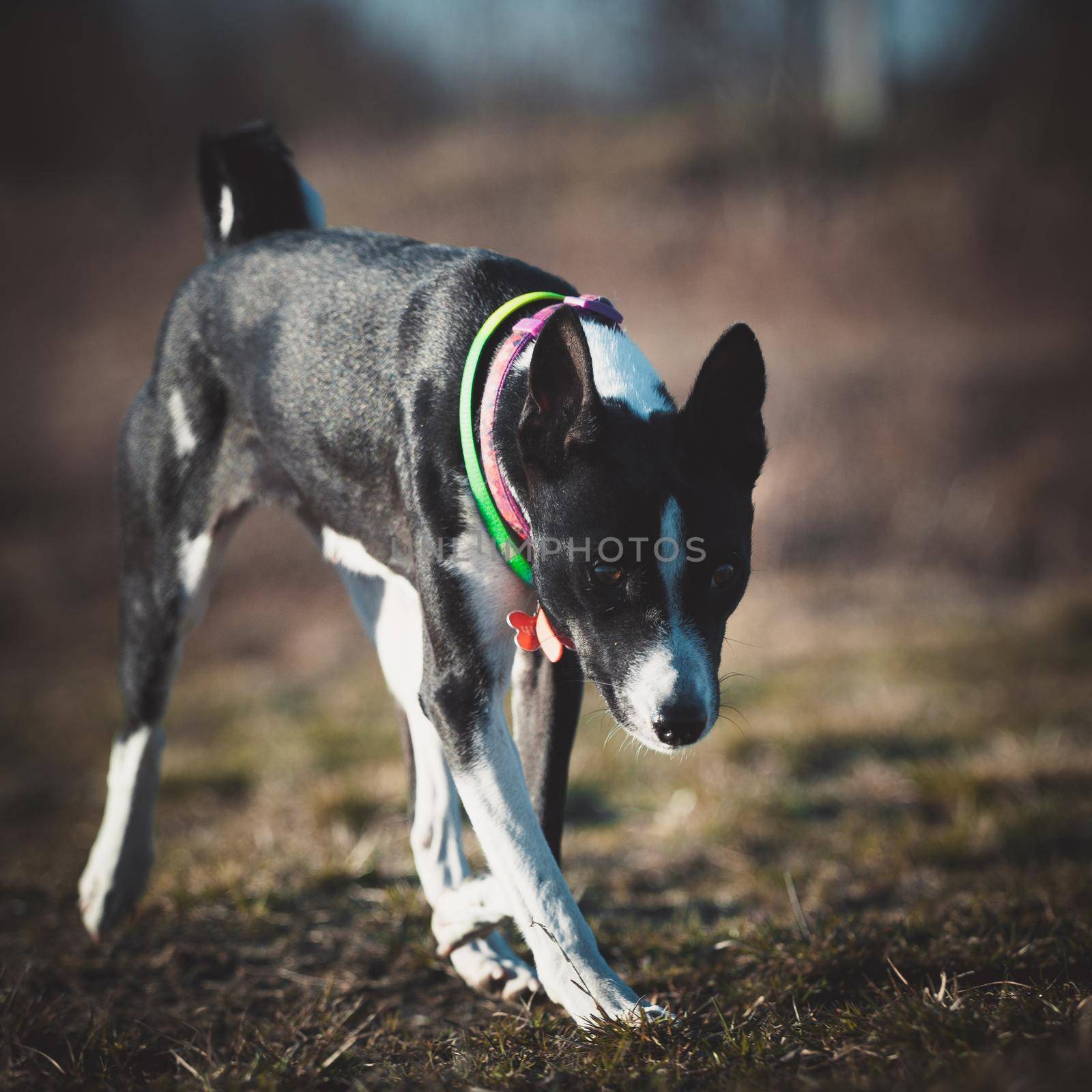 10 years old Basenji dog at the beautiful autumn park