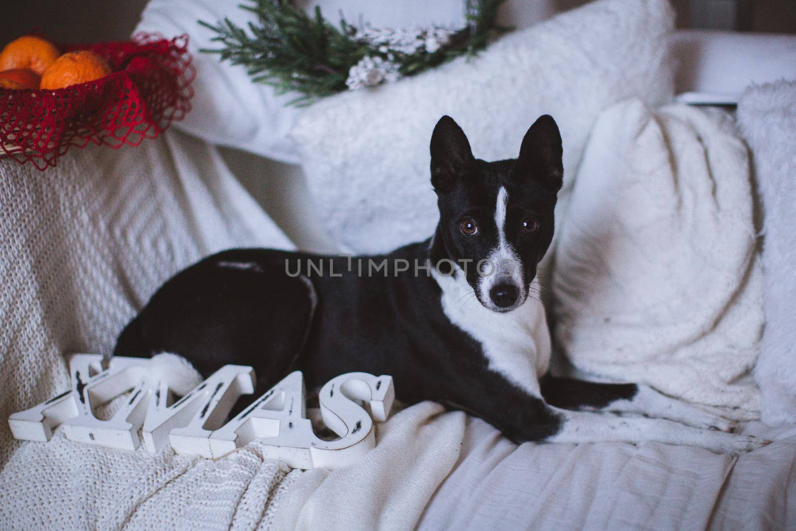 Pretty black basenji dog in christmas decorations by RosaJay