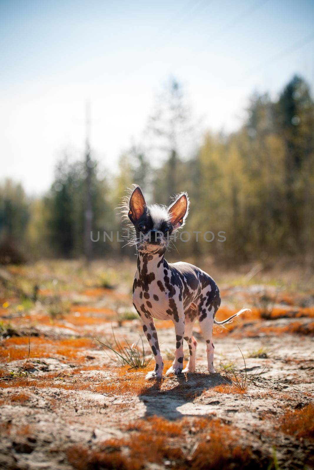 Peruvian hairless and chihuahua mix dog on red moss by RosaJay