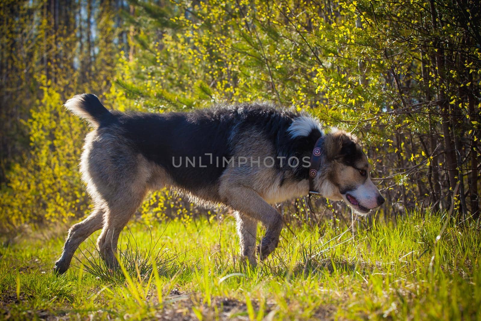 Mixed breed dog portrait in the autumn field