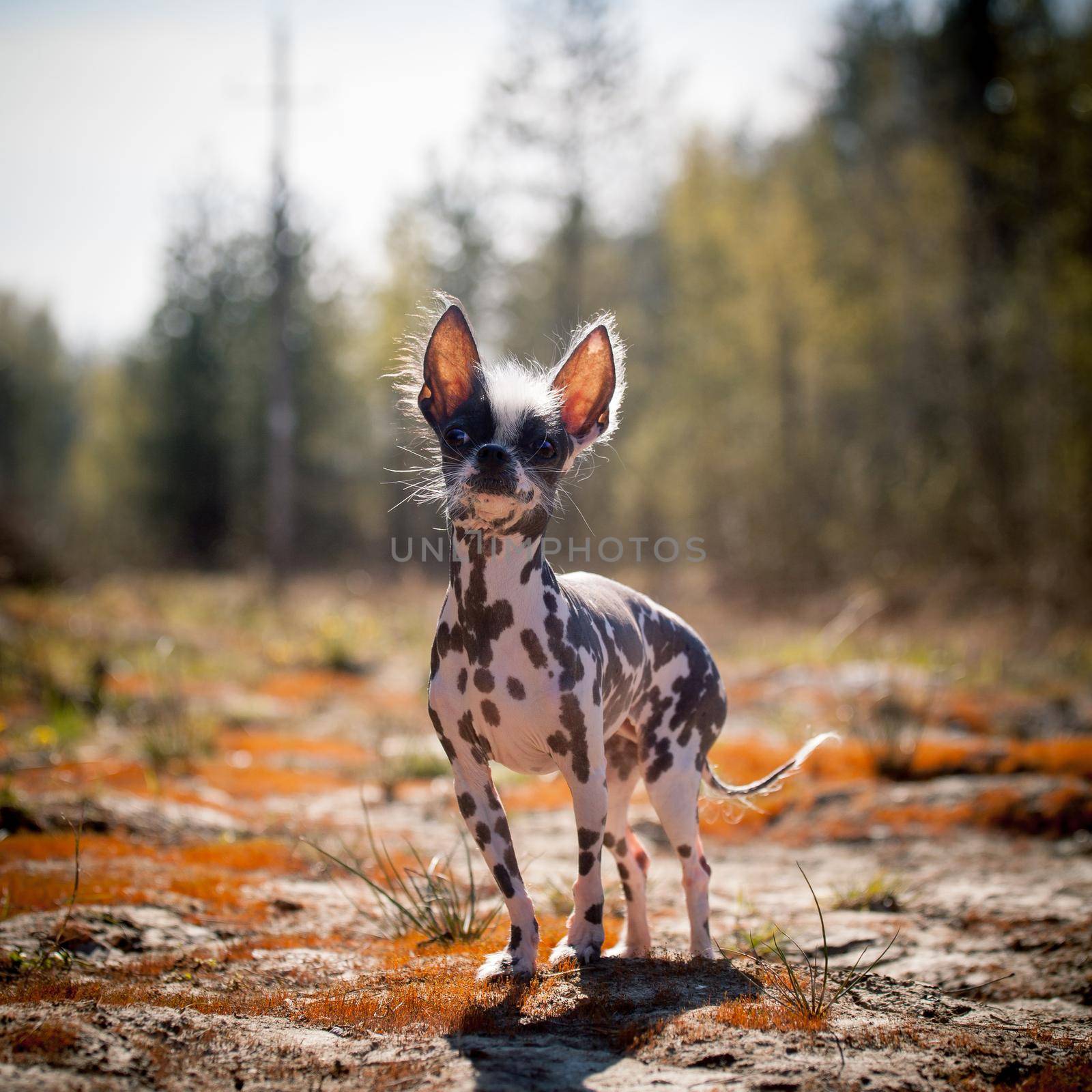 Ugly peruvian hairless and chihuahua mix dog on red moss