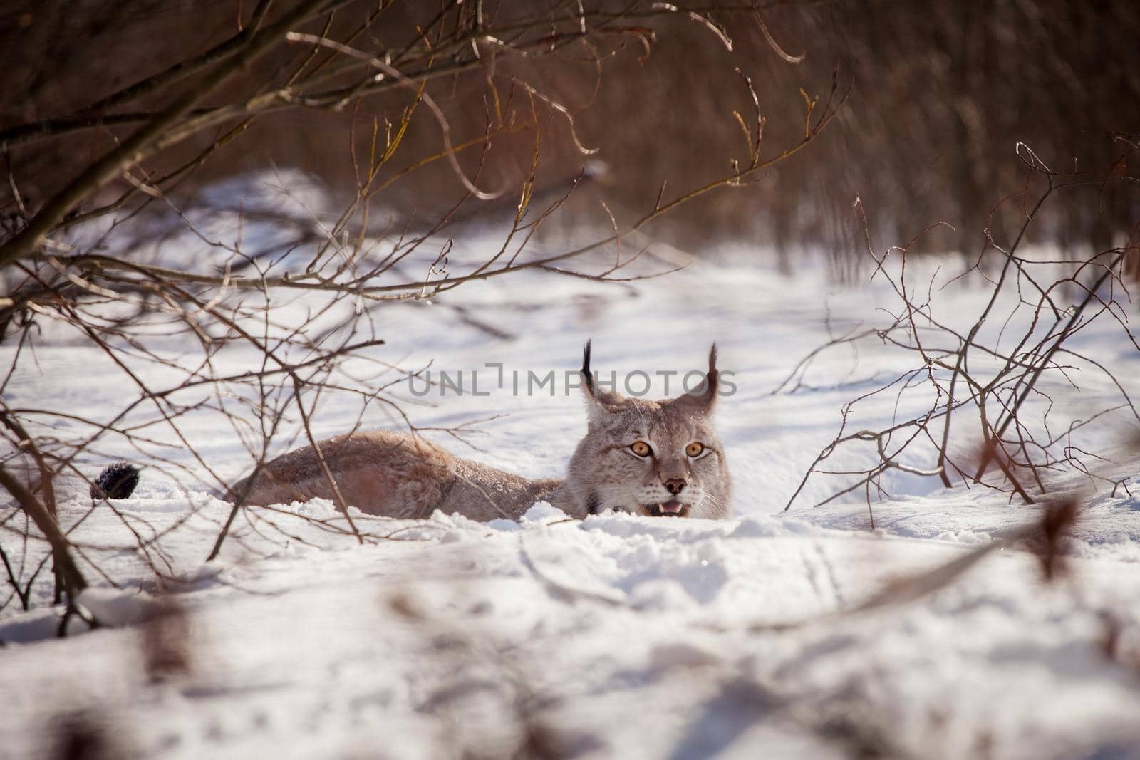 Beautiful Eurasian bobcat, lynx lynx, in winter field