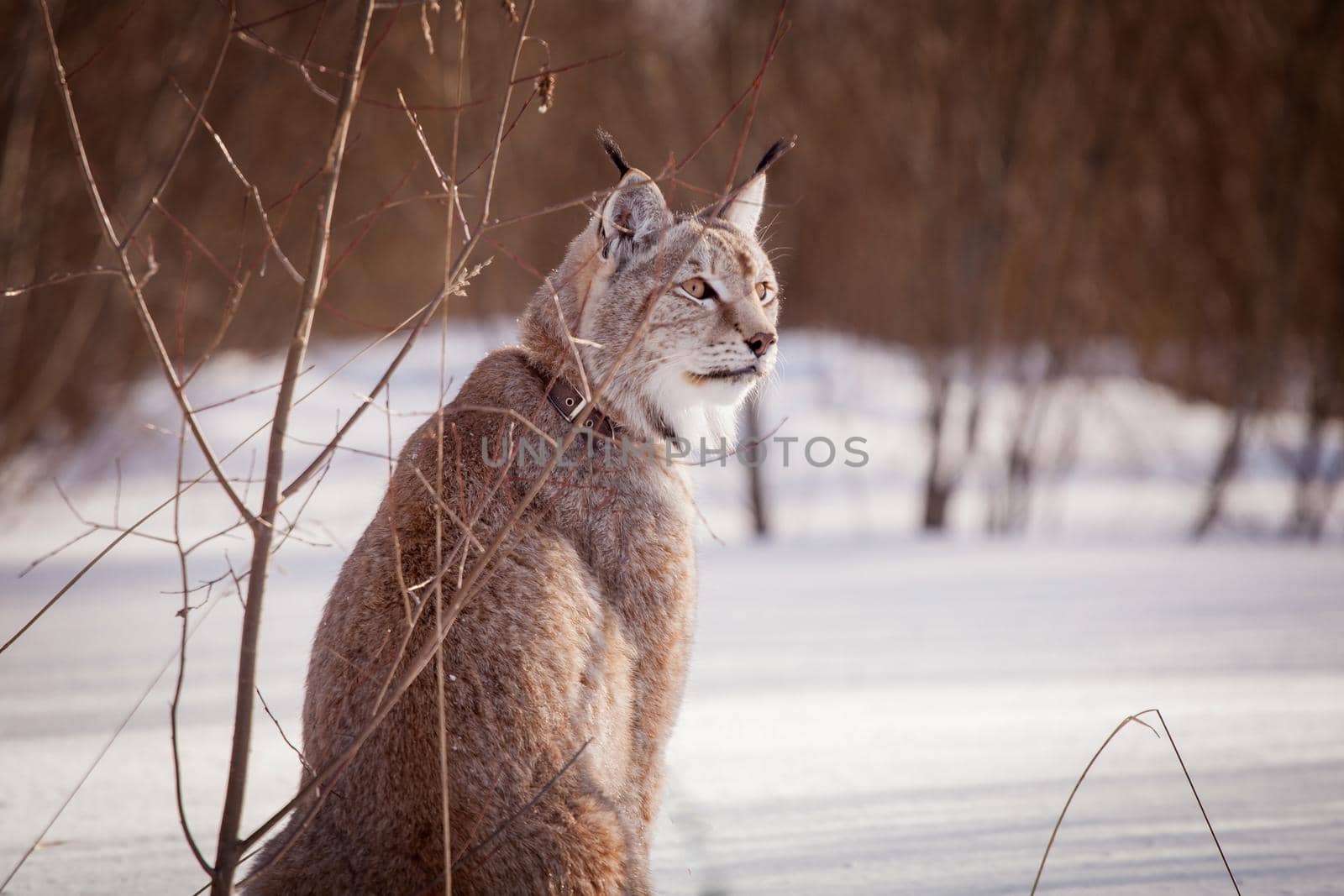 Beautiful Eurasian bobcat, lynx lynx, in winter field