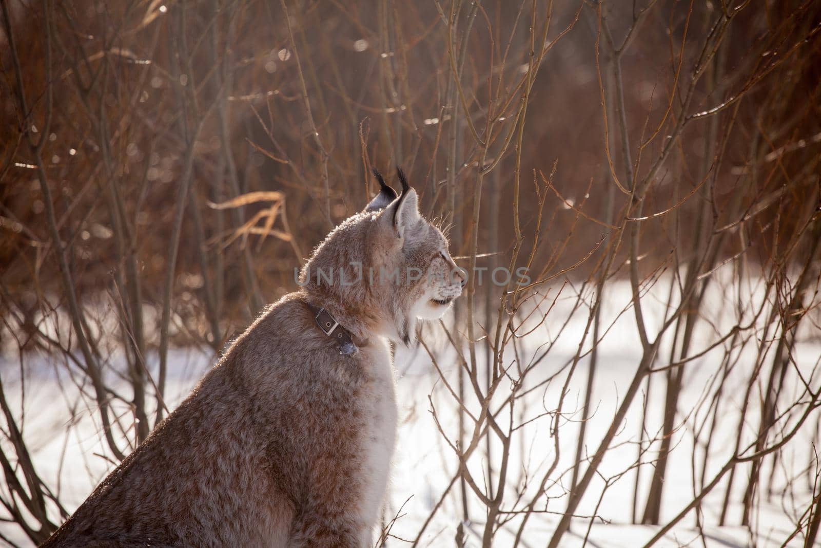 Abordable Eurasian Lynx, portrait in winter field by RosaJay