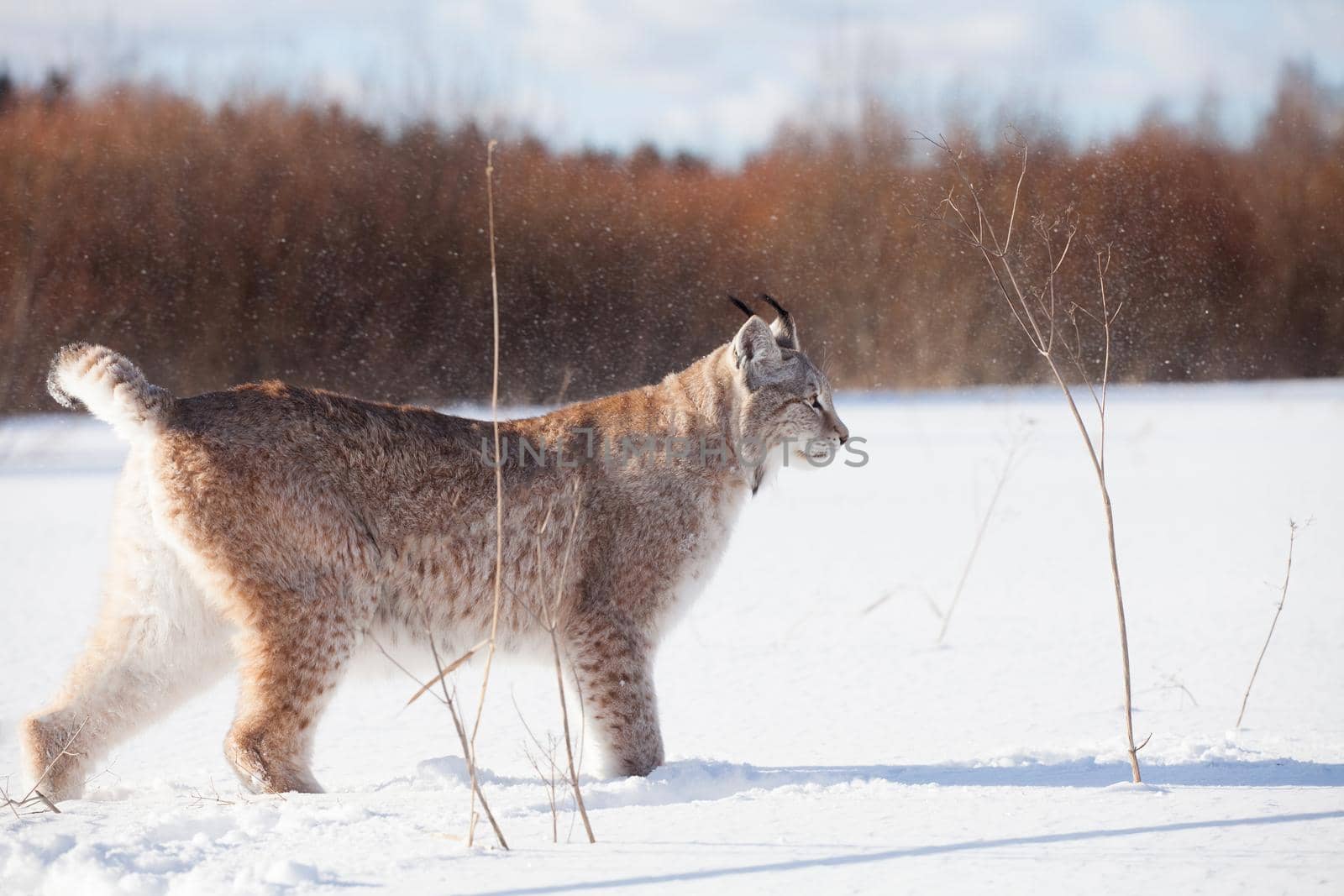 Abordable Eurasian Lynx, portrait in winter field by RosaJay