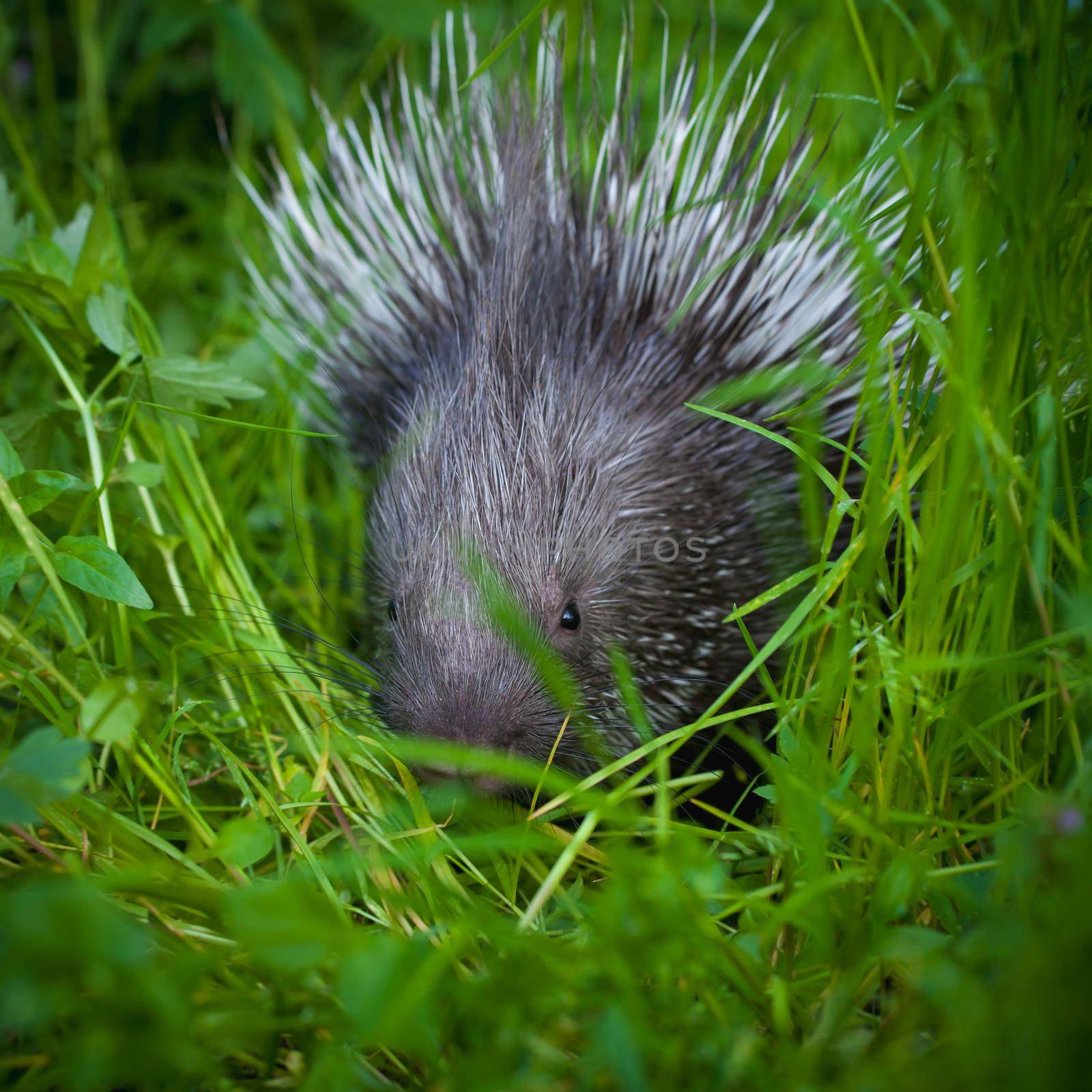 Indian crested Porcupine baby on grass in garden by RosaJay