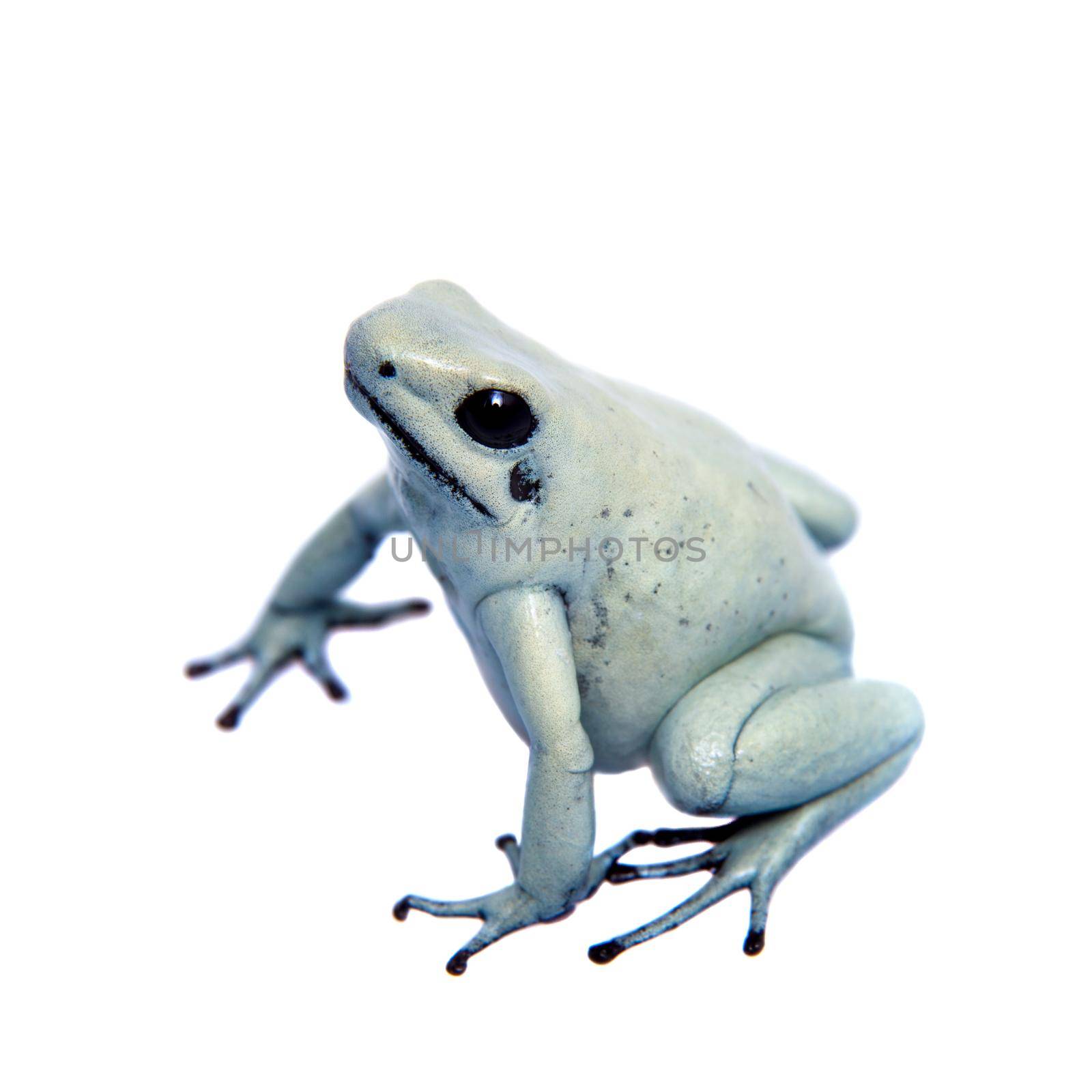 The golden poison frog, Phyllobates terribilis Mint, isolated on white background.