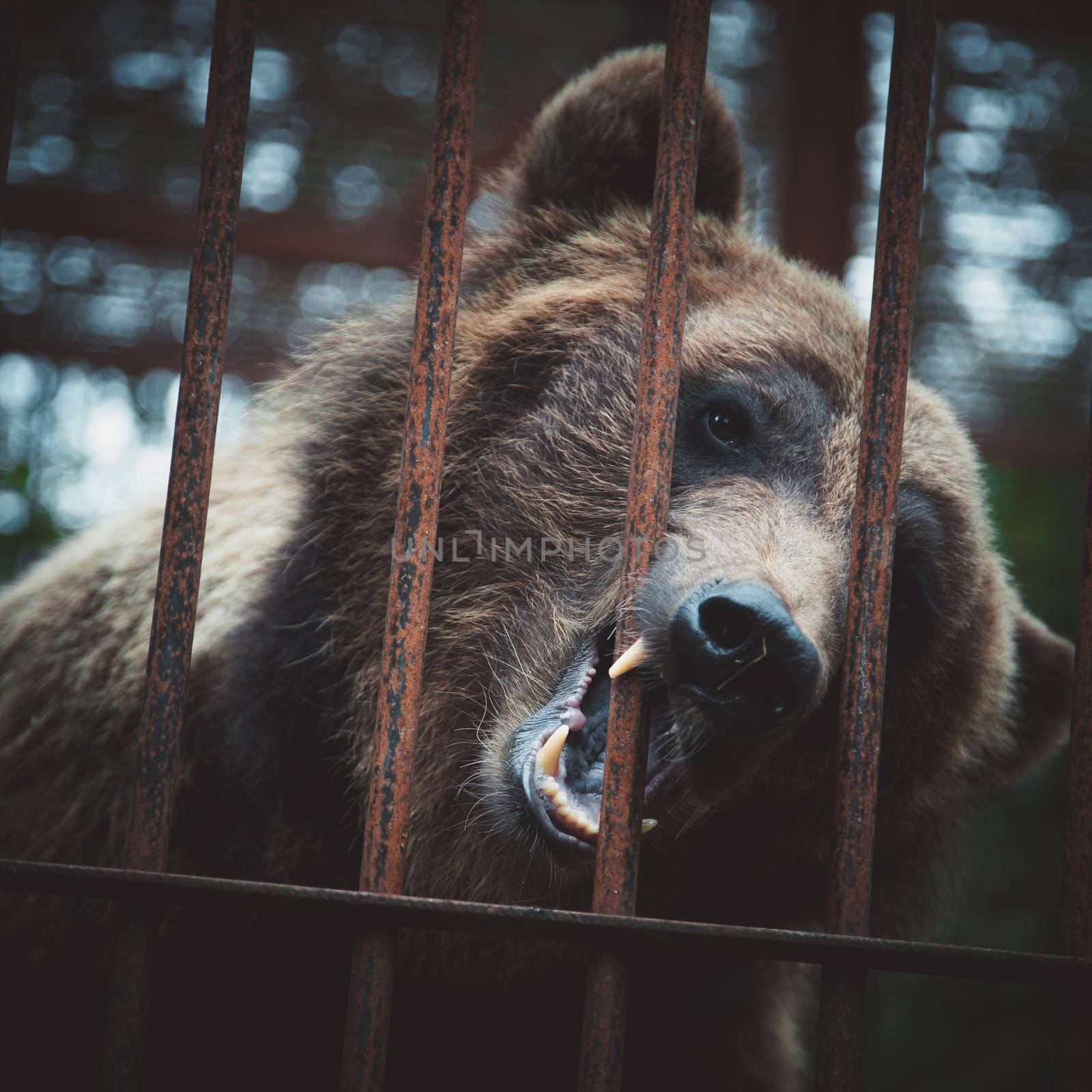 Brown bear in resque center stuck his face out of the cage.