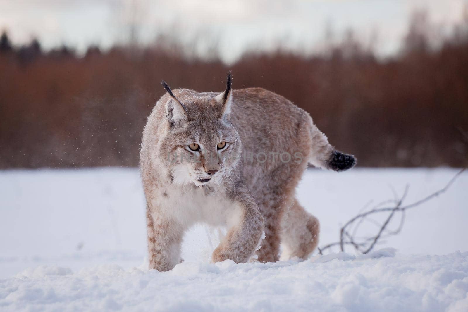 Abordable Eurasian Lynx, portrait in winter field by RosaJay