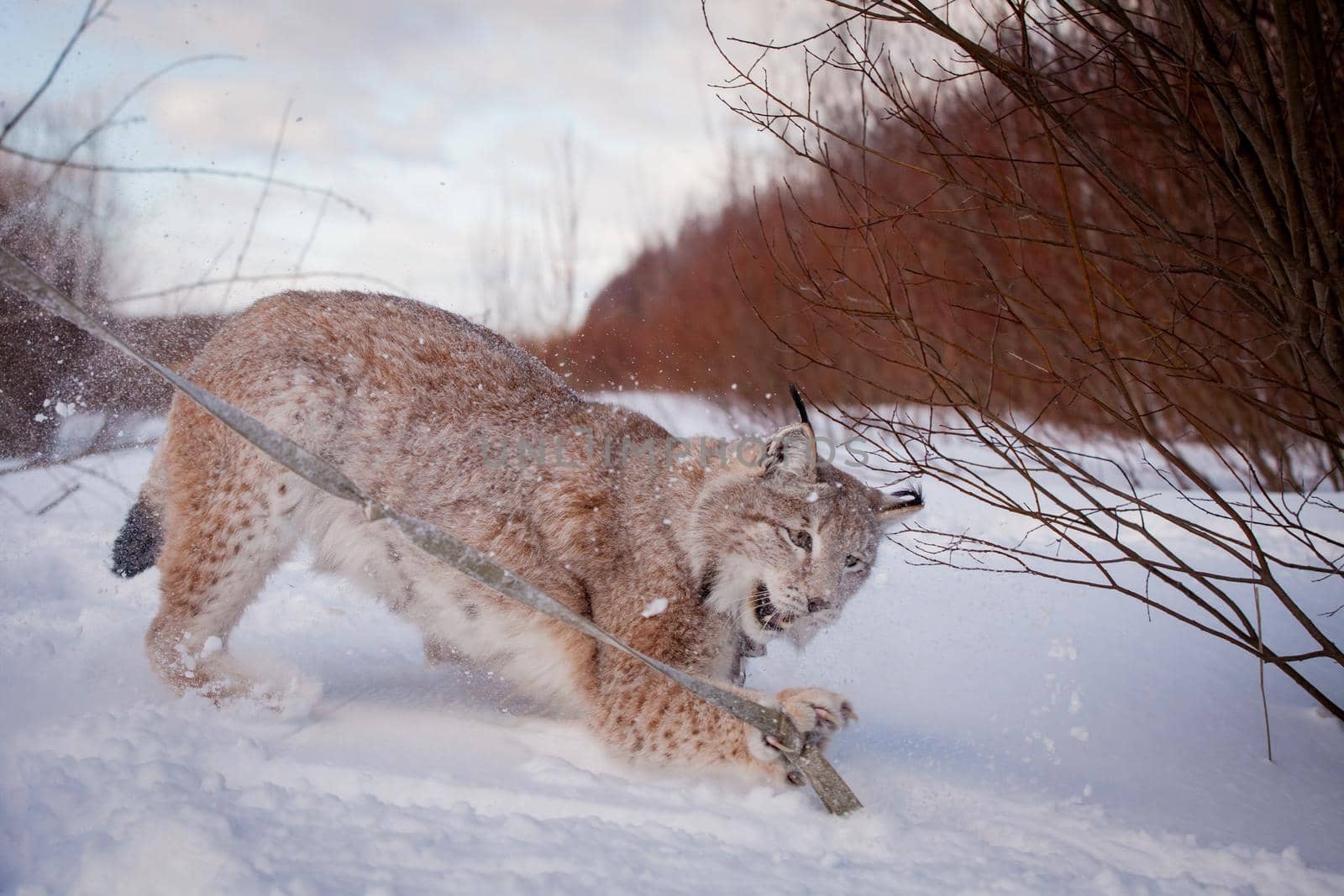 Abordable Eurasian Lynx, portrait in winter field by RosaJay