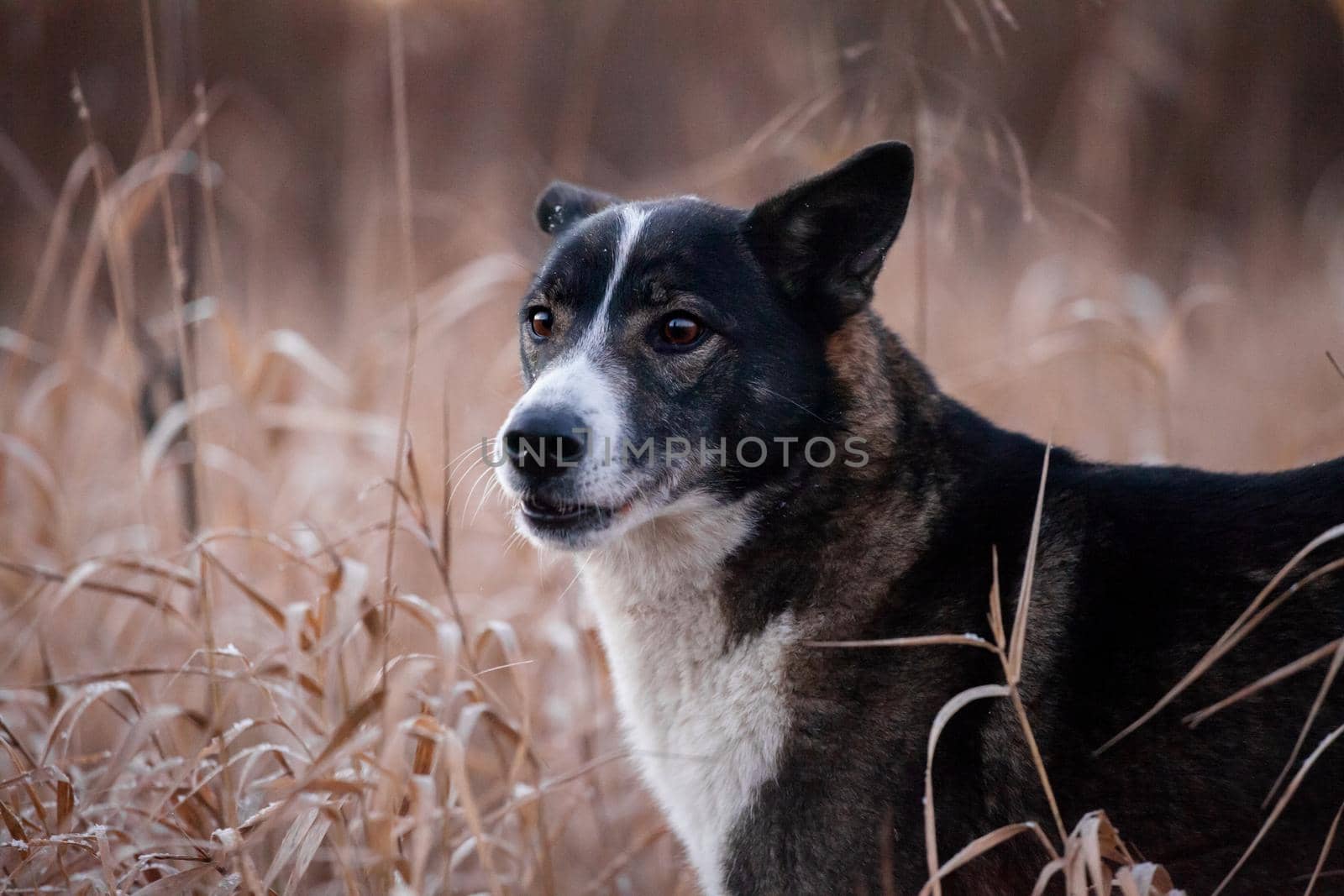 Mixed breed dog in the autumn field by RosaJay