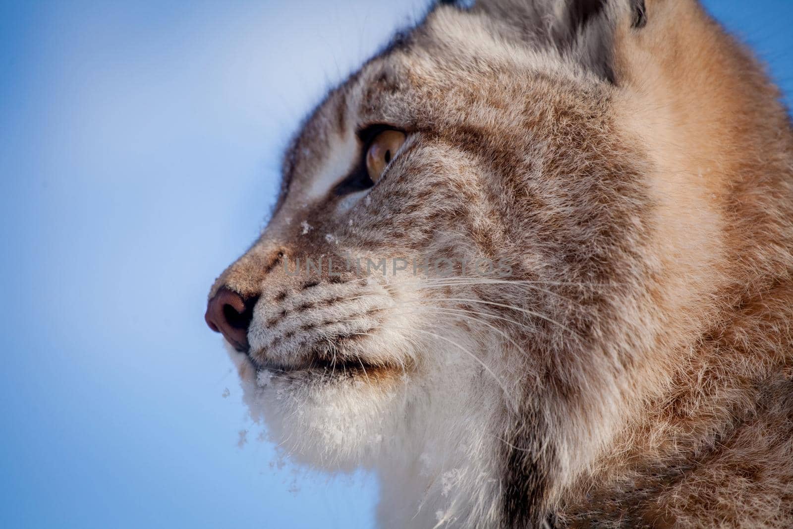 Beautiful Eurasian bobcat, lynx lynx, in winter field