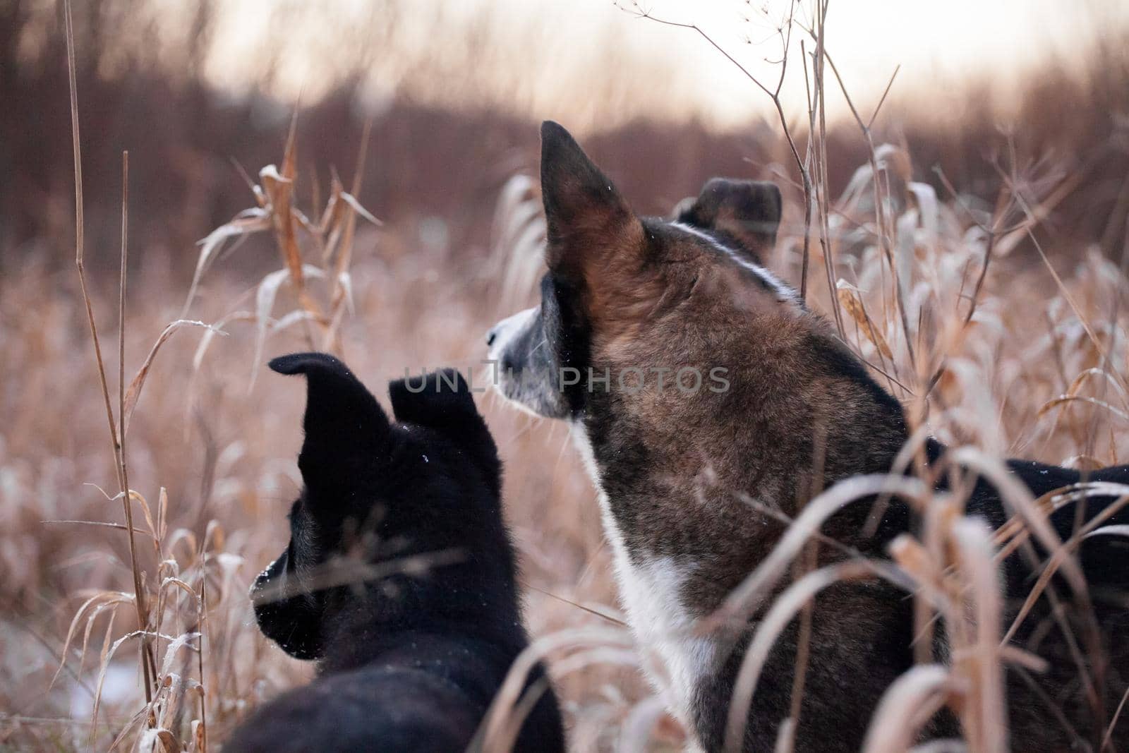 Two dogs puppy and adult look ahead in the field