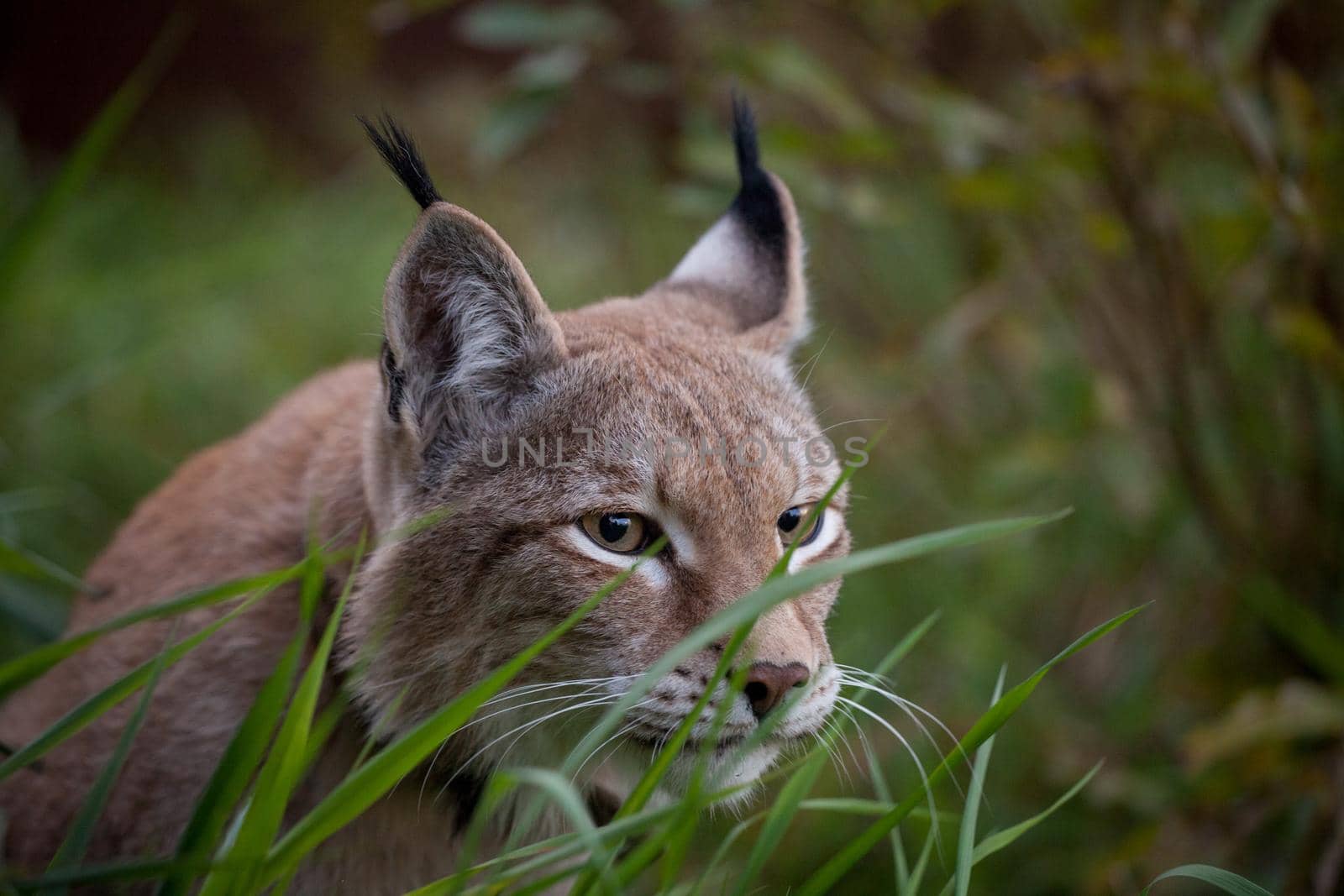 Beautiful Eurasian bobcat, lynx lynx, in summer field