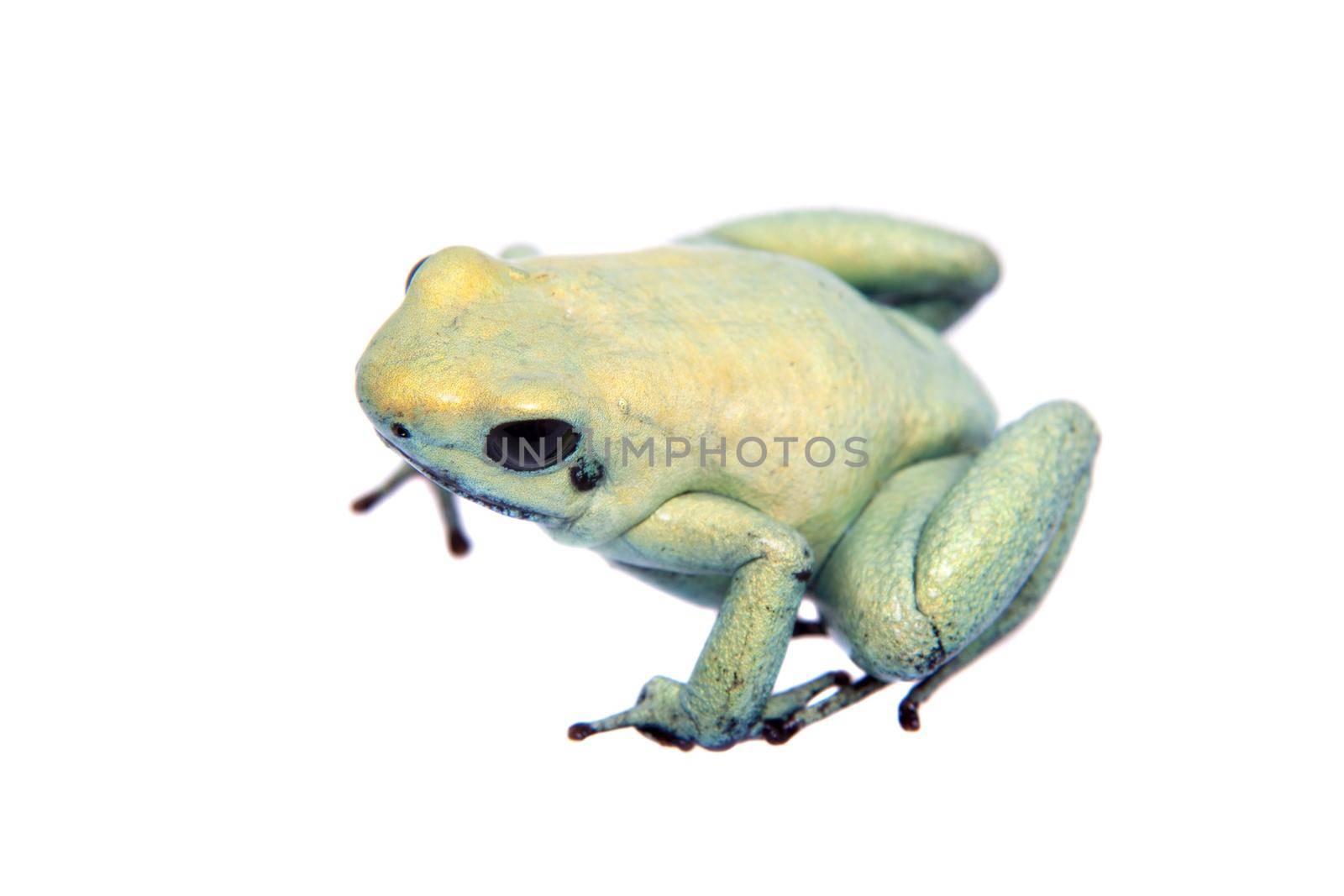 The golden poison frog, Phyllobates terribilis Mint, isolated on white background.