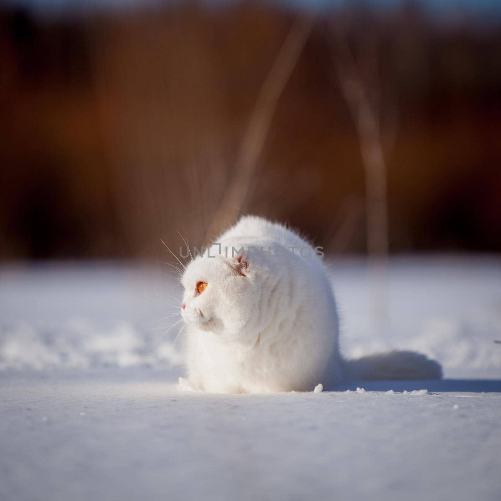 Scottish Fold cat, portrait in winter field by RosaJay