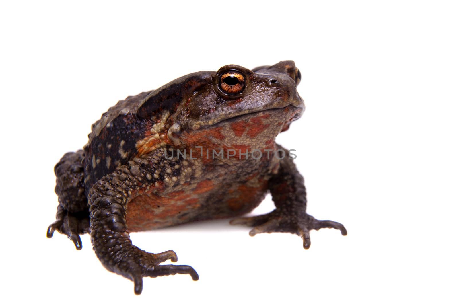 Vietnamese toad, Bufo sp, isolated on white background