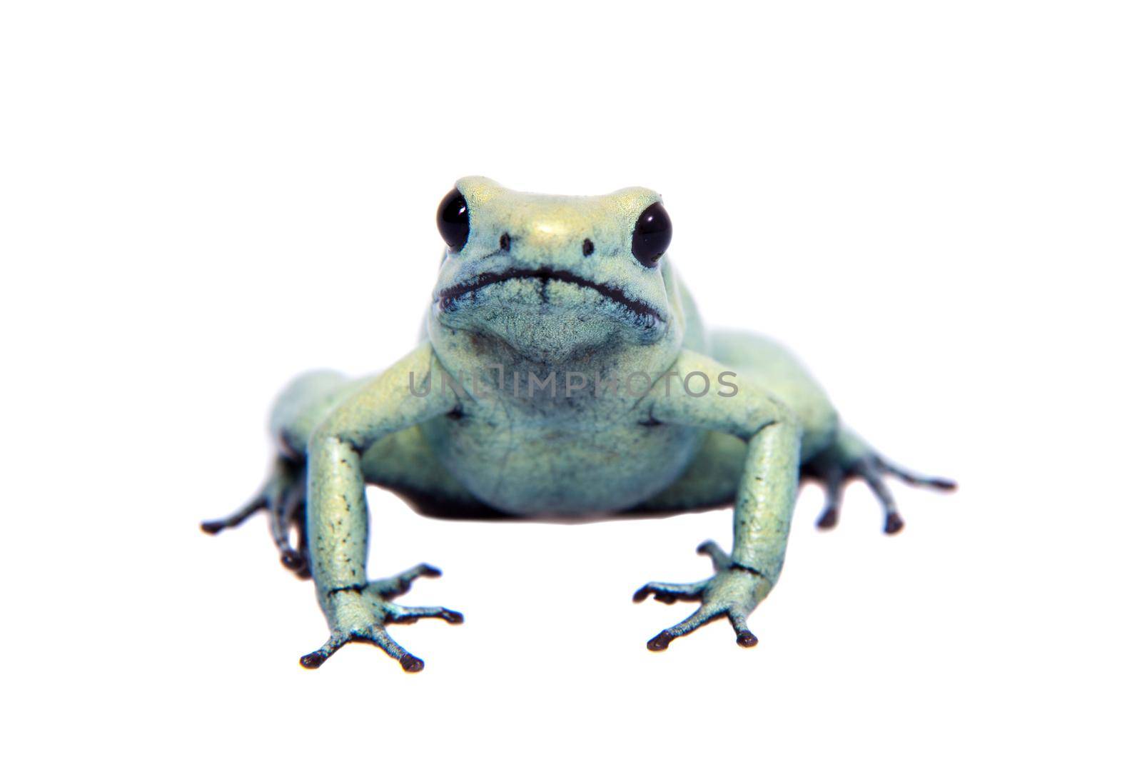 The golden poison frog, Phyllobates terribilis Mint, isolated on white background.