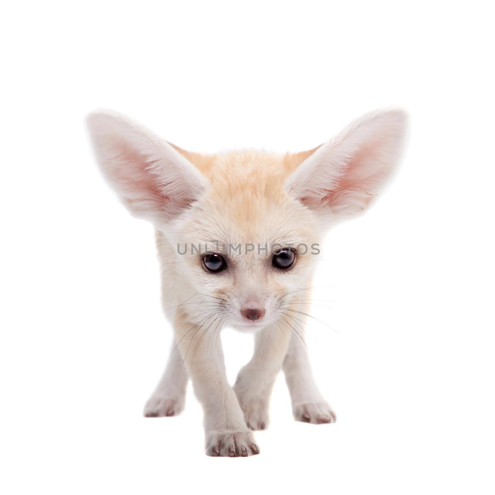 Pretty Fennec fox, Vulpes or Fennecus zerda cub on white background