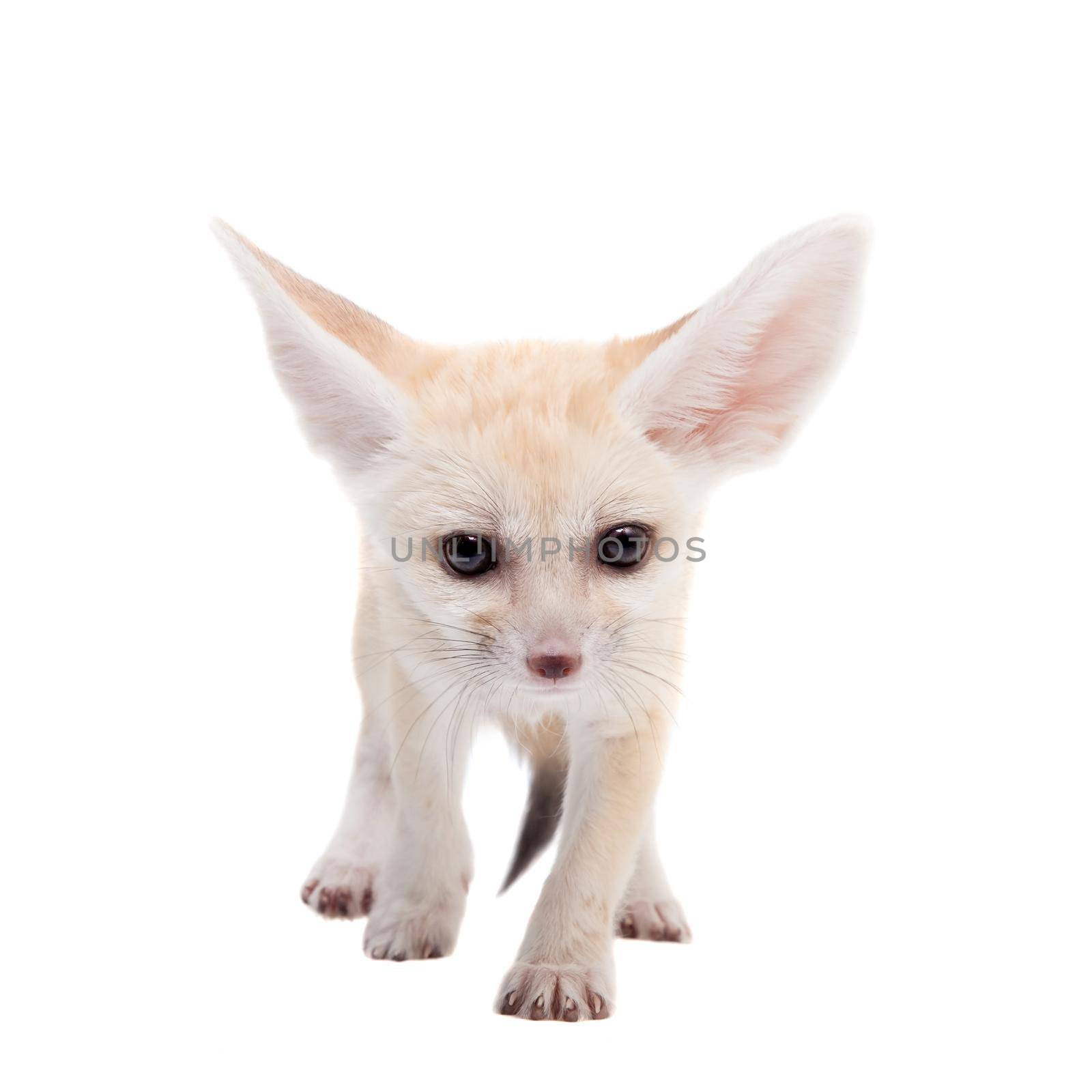 Pretty Fennec fox, Vulpes or Fennecus zerda cub on white background