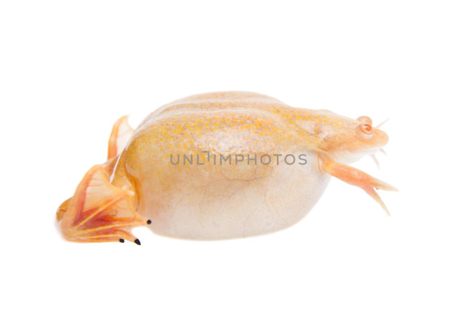 Albino african clawed frog or Xenopus laevis frog isolated on white background