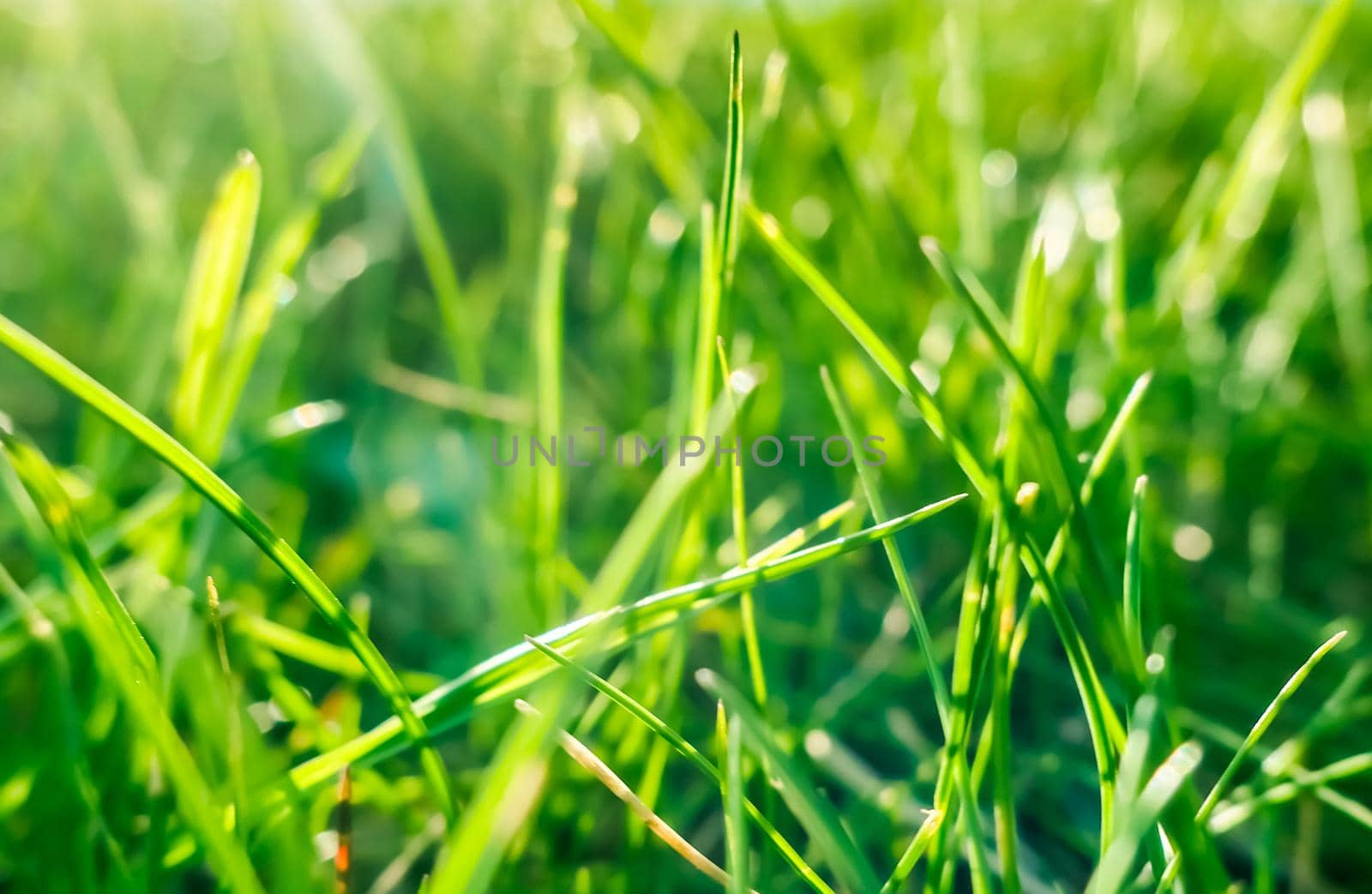 Earth landscape, growth and natural environment concept - Fresh grass and sunny blue sky on a green field at sunrise, nature of countryside