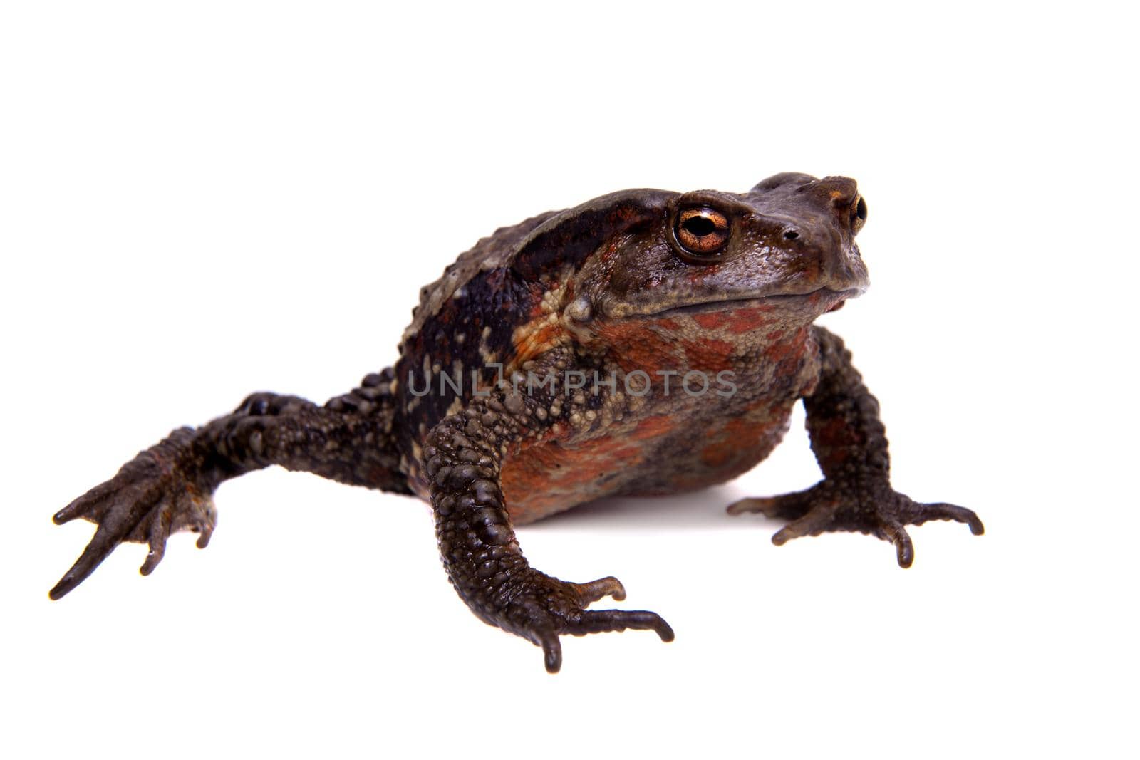 Vietnamese toad, Bufo sp, isolated on white background